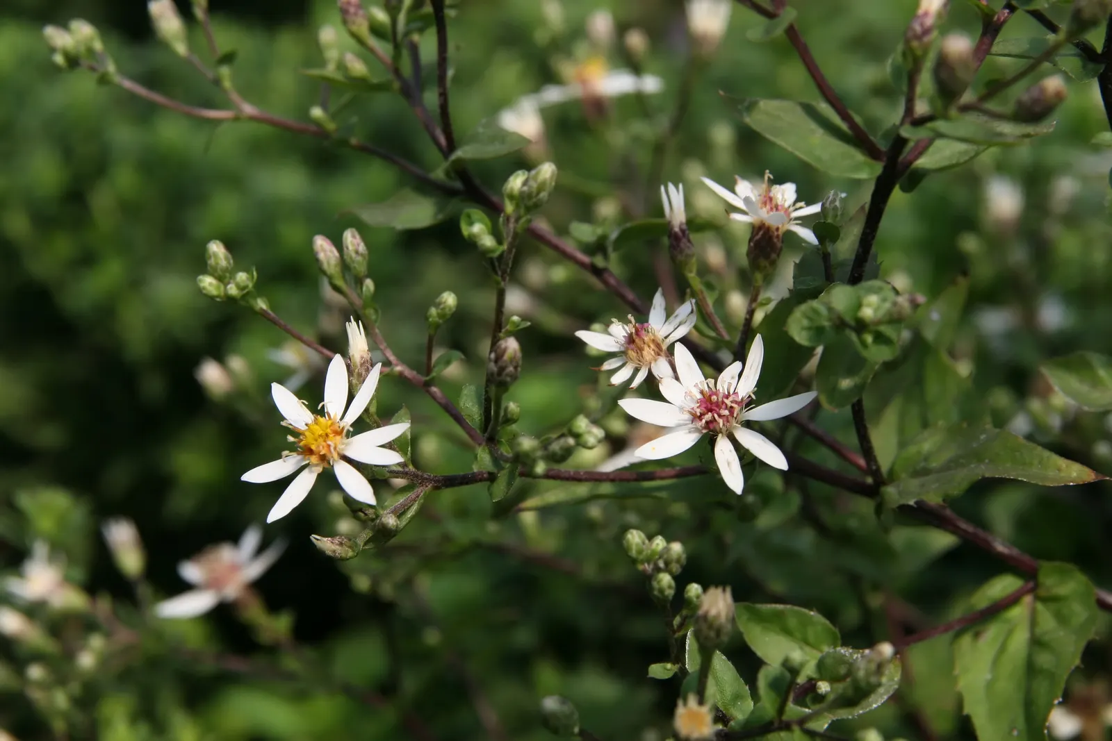 White Wood Aster (Eurybia divaricata) — ensure that Eurybia divaricata receives regular watering; ideal for naturalized or woodland garden settings