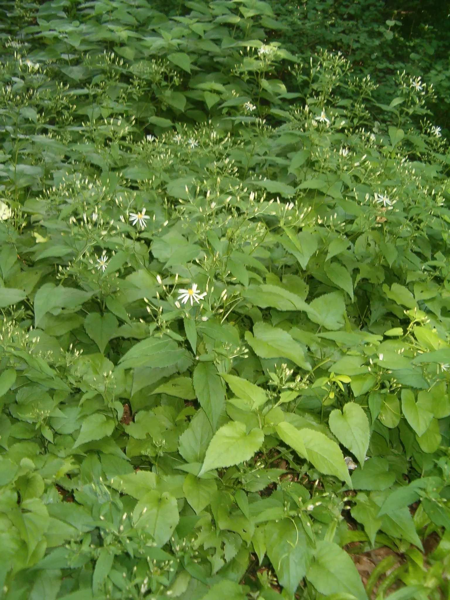 White Wood Aster (Eurybia divaricata) — Native to the eastern United States; it tolerates a wide range of soil types, including clay, as long as the area