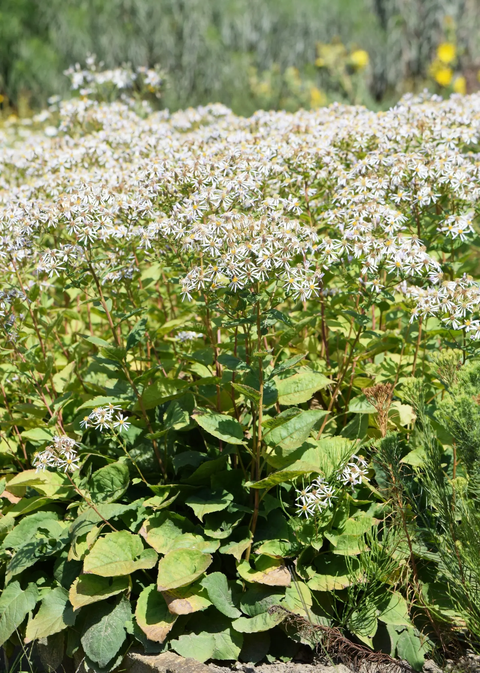 White Wood Aster (Eurybia divaricata) — airy floral display.<br><br>For lush; perennial for half or shade, image 71