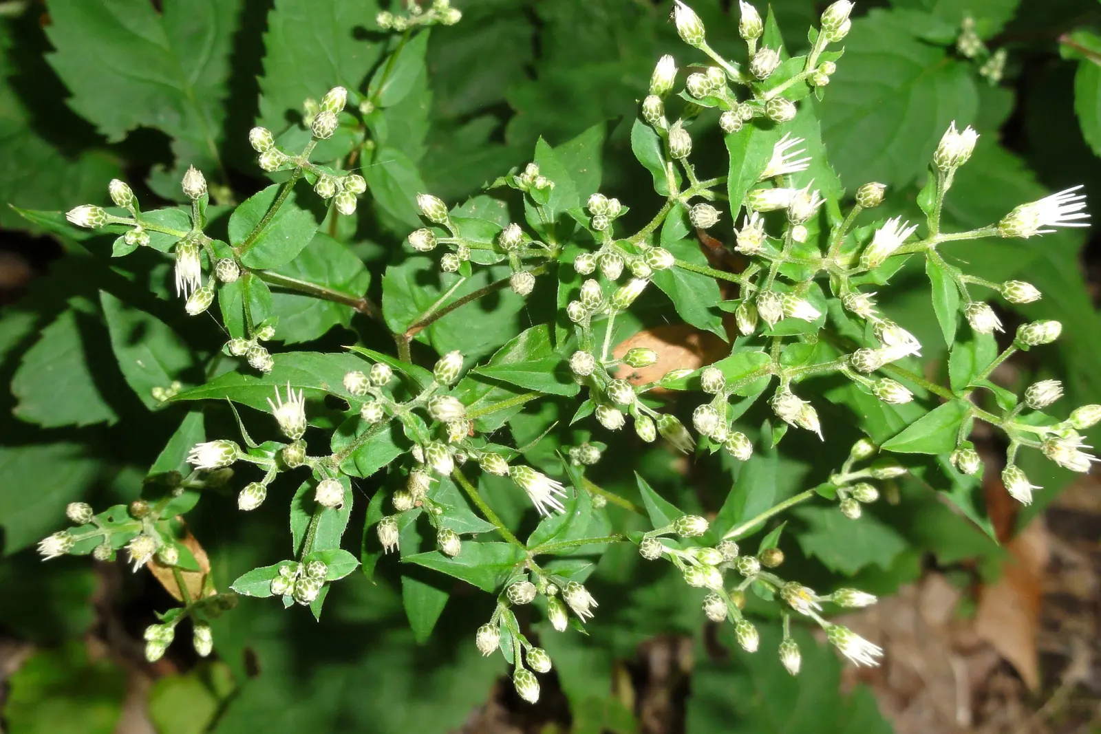 White Wood Aster (Eurybia divaricata) — is an elegant perennial well-suited to bringing understated beauty to shaded sections of a landscape