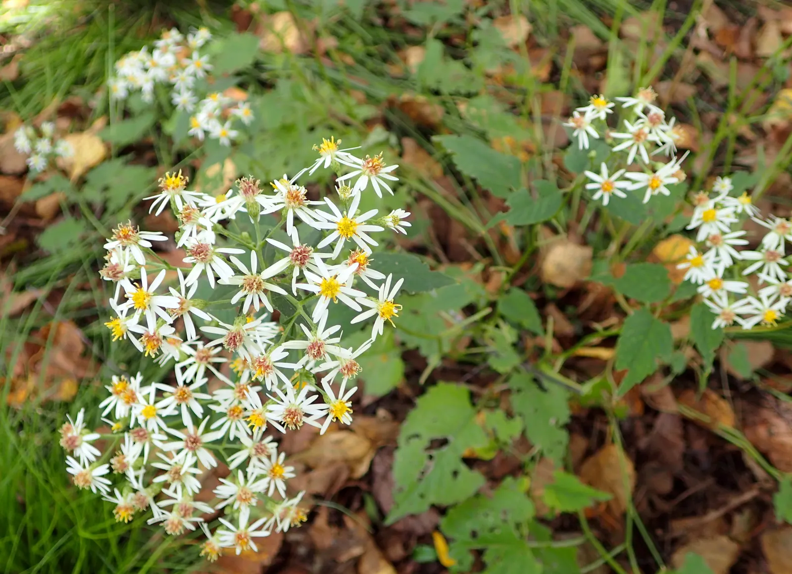 White Wood Aster (Eurybia divaricata) — ensure that Eurybia divaricata receives regular watering; ideal for naturalized or woodland garden settings, image 72