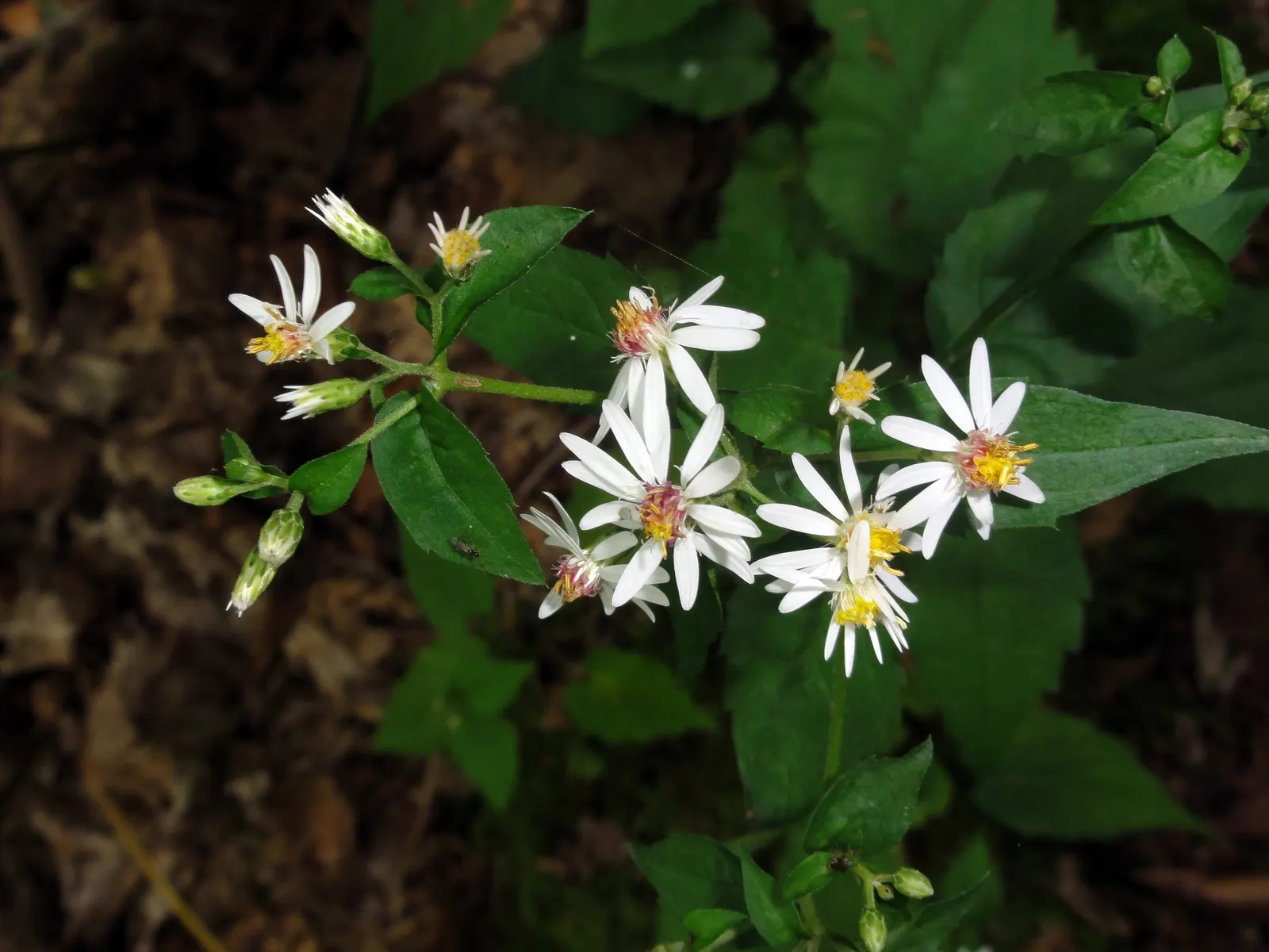 White Wood Aster (Eurybia divaricata) — White Wood Aster (Eurybia divaricata) is a North American native perennial with heart-shaped
