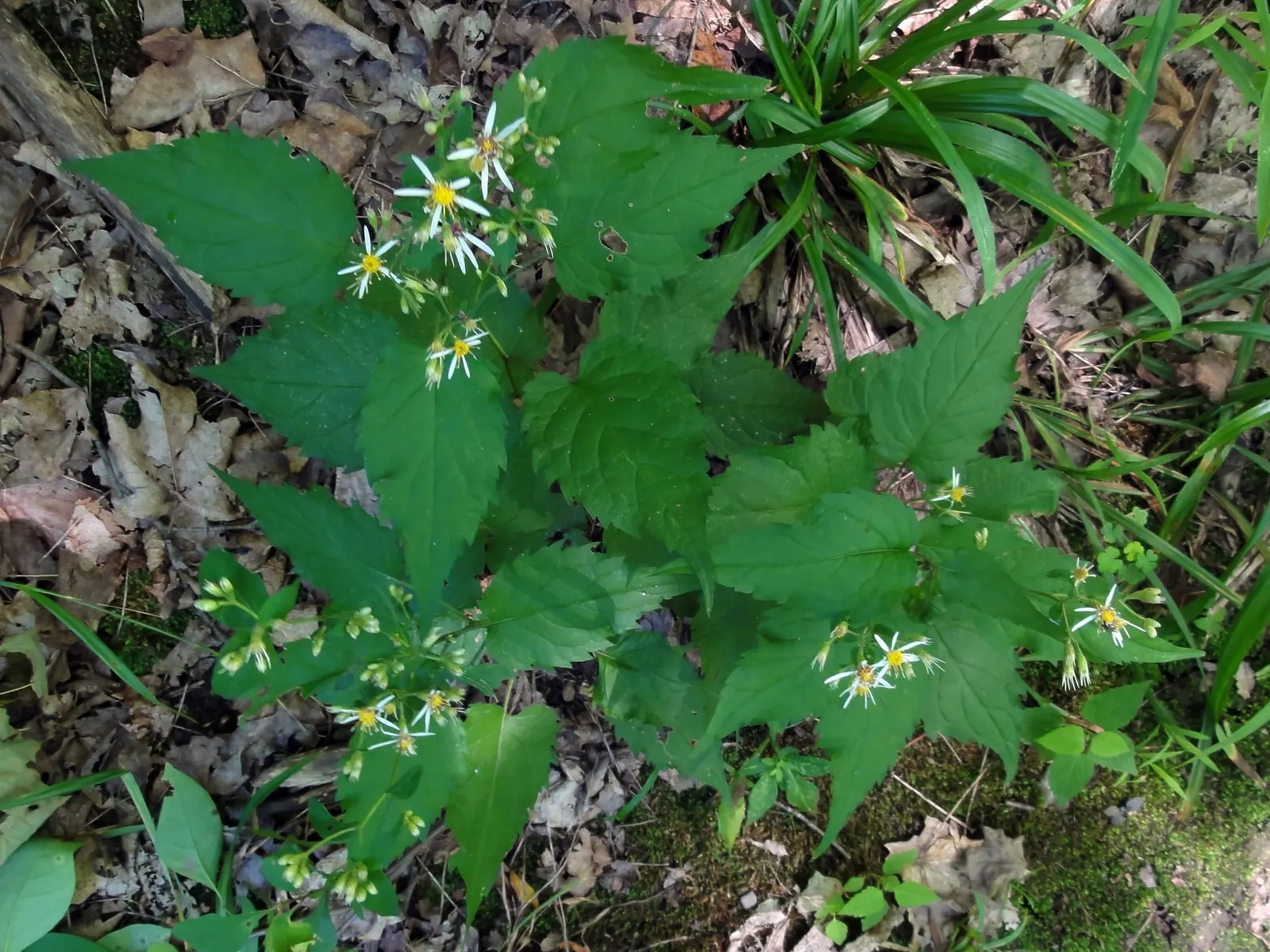 White Wood Aster (Eurybia divaricata) — scientifically named Eurybia divaricata (formerly Aster divaricatus)
