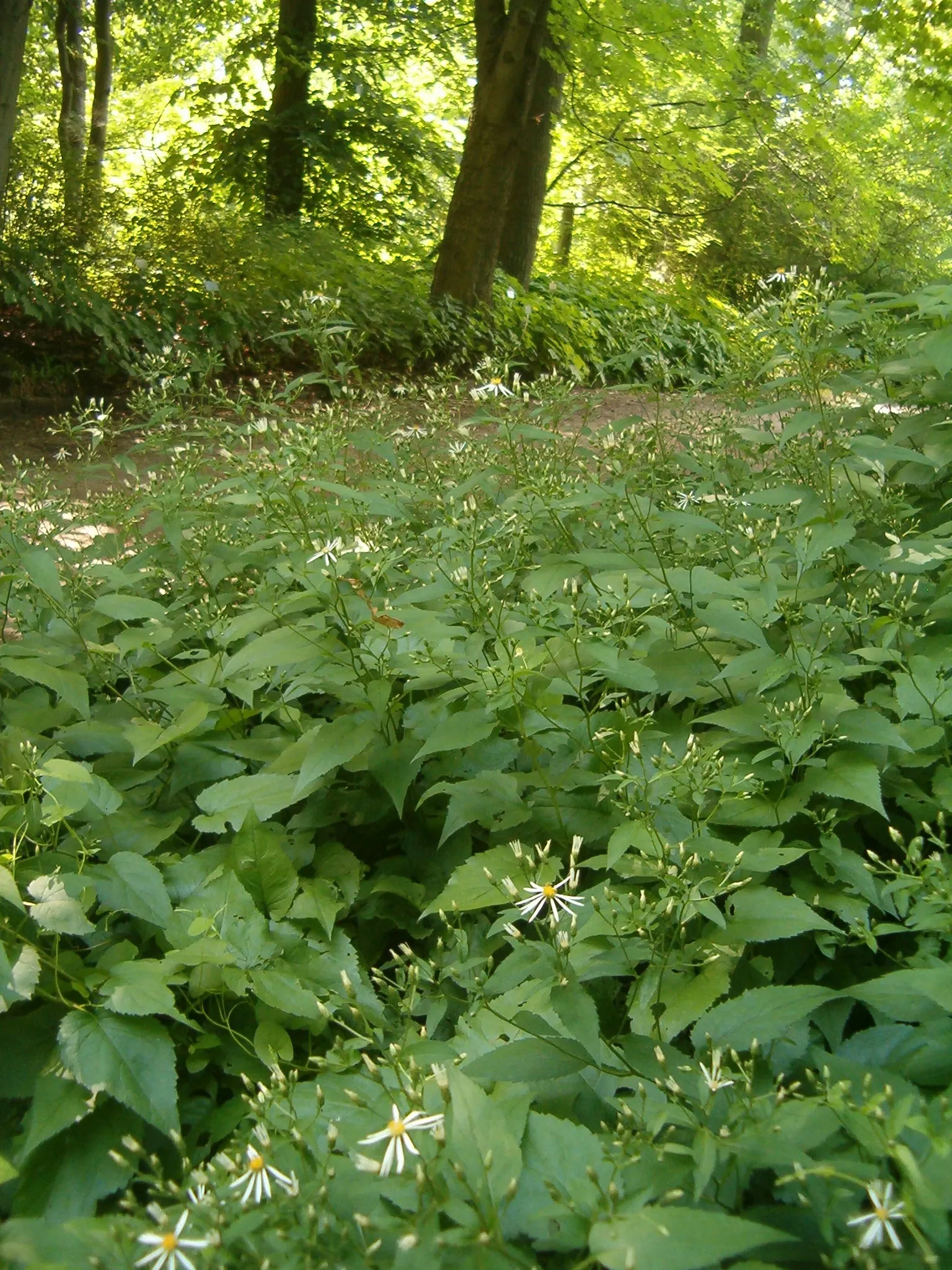 White Wood Aster (Eurybia divaricata) — white flowers in the garden