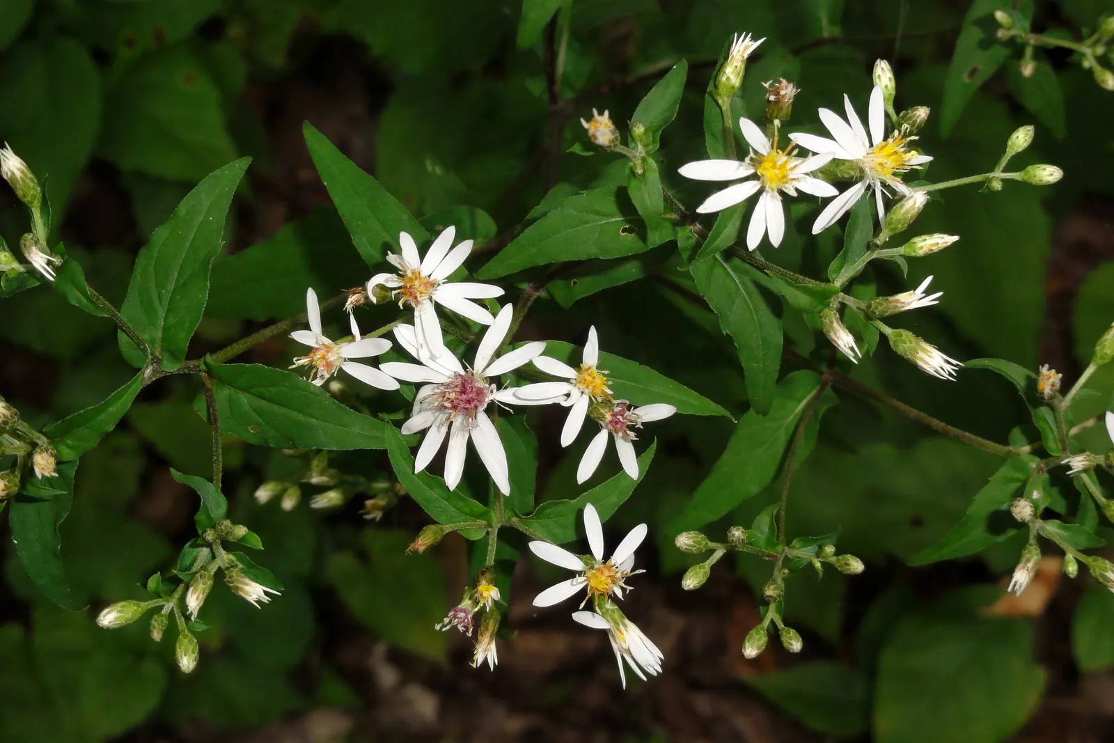 White Wood Aster (Eurybia divaricata) — Native to the eastern United States; it tolerates a wide range of soil types, including clay, as long as, image 88