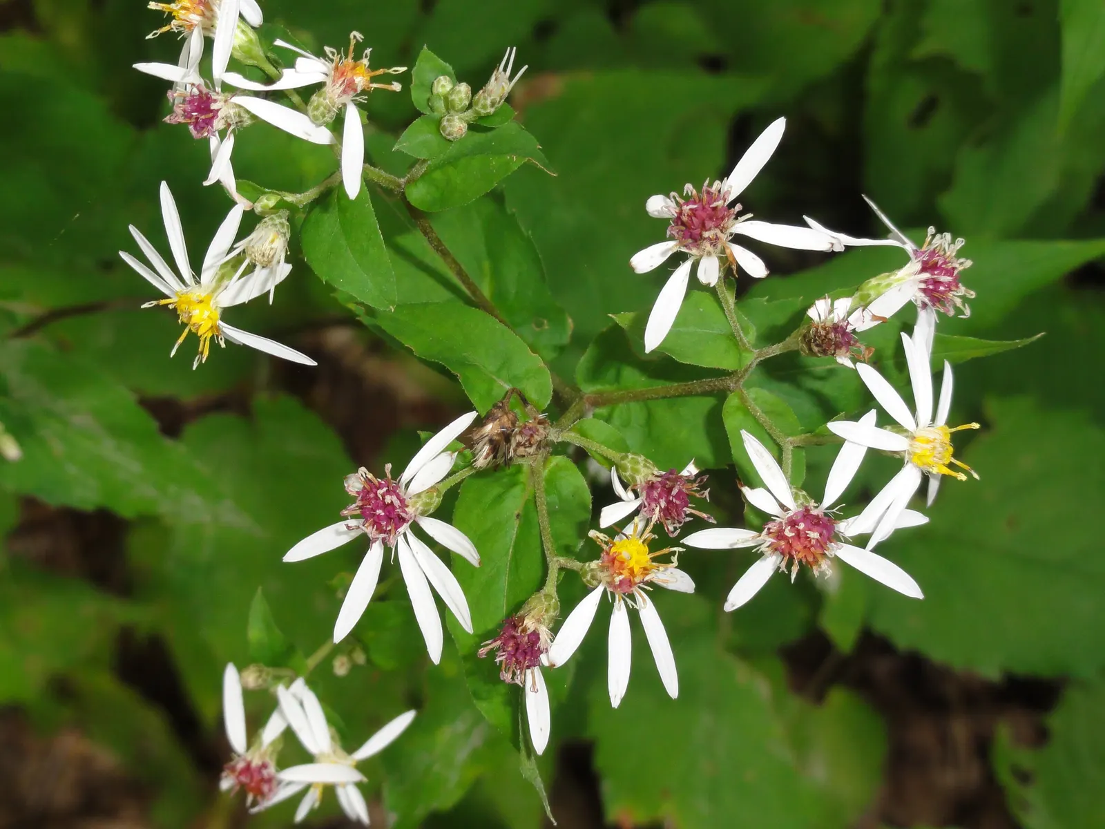 White Wood Aster (Eurybia divaricata) — Blooming profusely from late summer into fall; native to the eastern United States