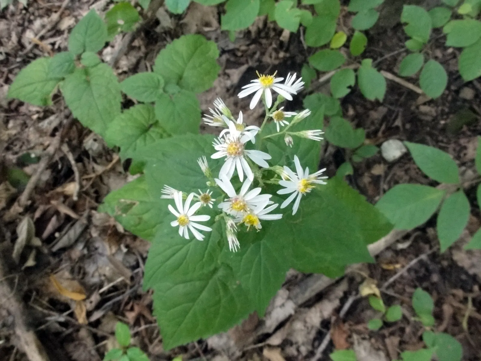 White Wood Aster (Eurybia divaricata) — white flowers in the garden; is an elegant perennial well-suited to bringing understated beauty to shaded sections of a