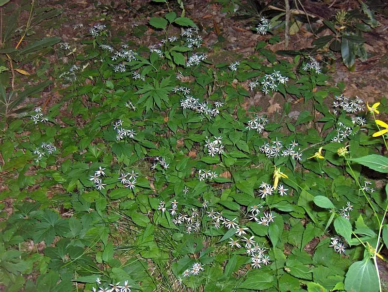 White Wood Aster (Eurybia divaricata) — It tolerates a wide range of soil types, including clay, as long as the area boasts good drainage; white, image 67