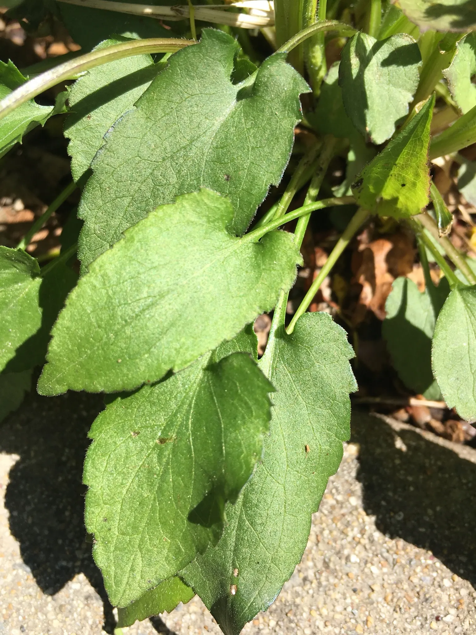 White Wood Aster (Eurybia divaricata) — Ideal for naturalized or woodland garden settings; ensure that Eurybia divaricata receives regular watering, image 85