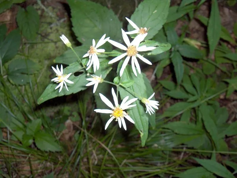 White Wood Aster (Eurybia divaricata) — offering late-season nectar for pollinators in USDA zones 3-8; blooming profusely from late summer into fall, image 58