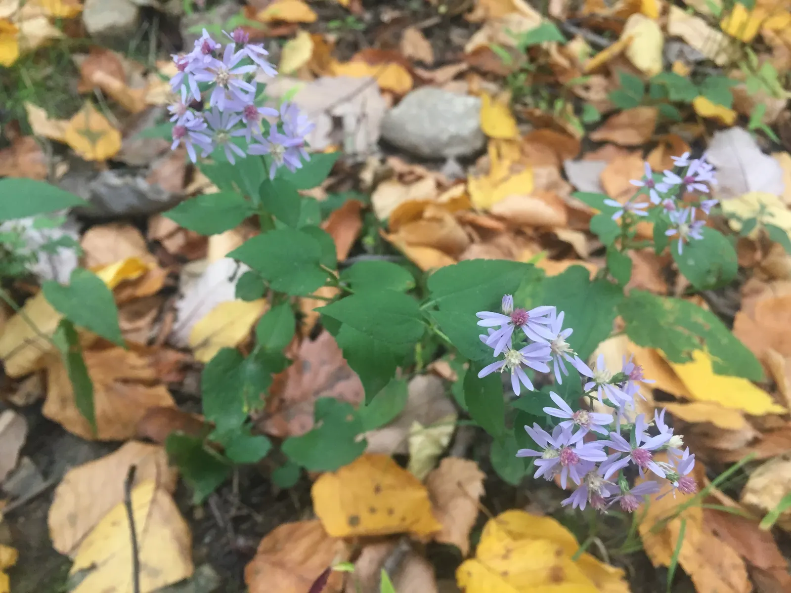 White Wood Aster (Eurybia divaricata) — offering late-season nectar for pollinators in USDA zones 3-8
