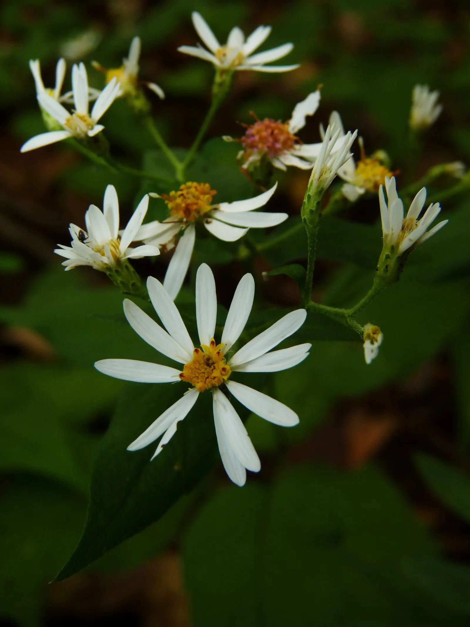White Wood Aster (Eurybia divaricata) — Thriving in partial to full shade, it reaches 1-3 feet in height and spreads up to 2 feet; perennial with white blooms