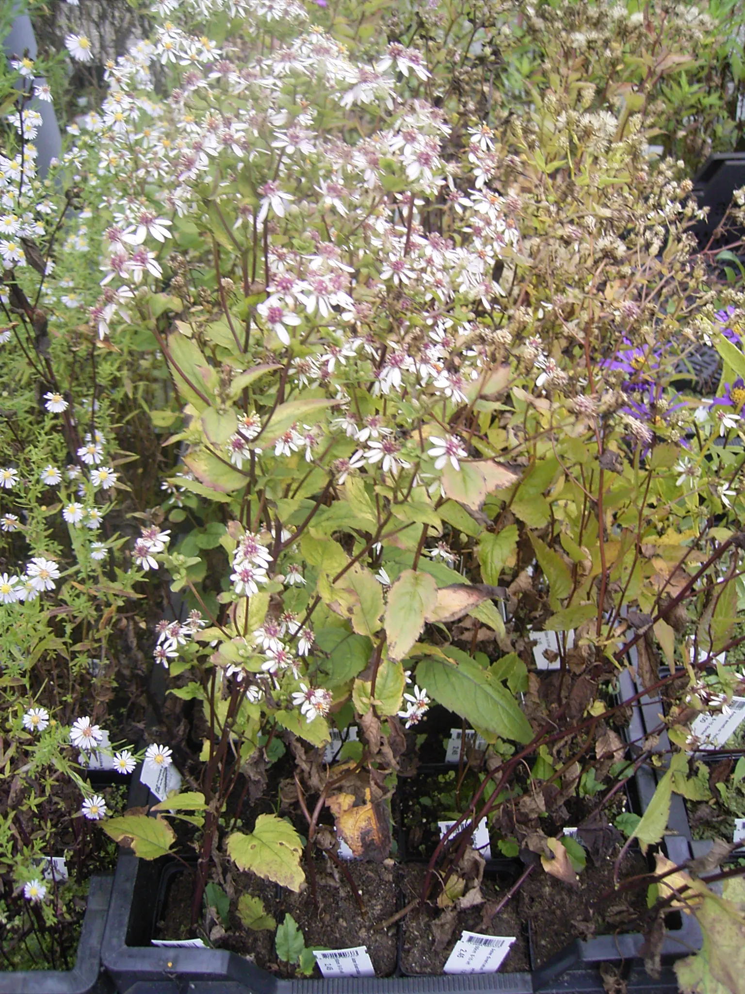 White Wood Aster (Eurybia divaricata) — perennial with white blooms