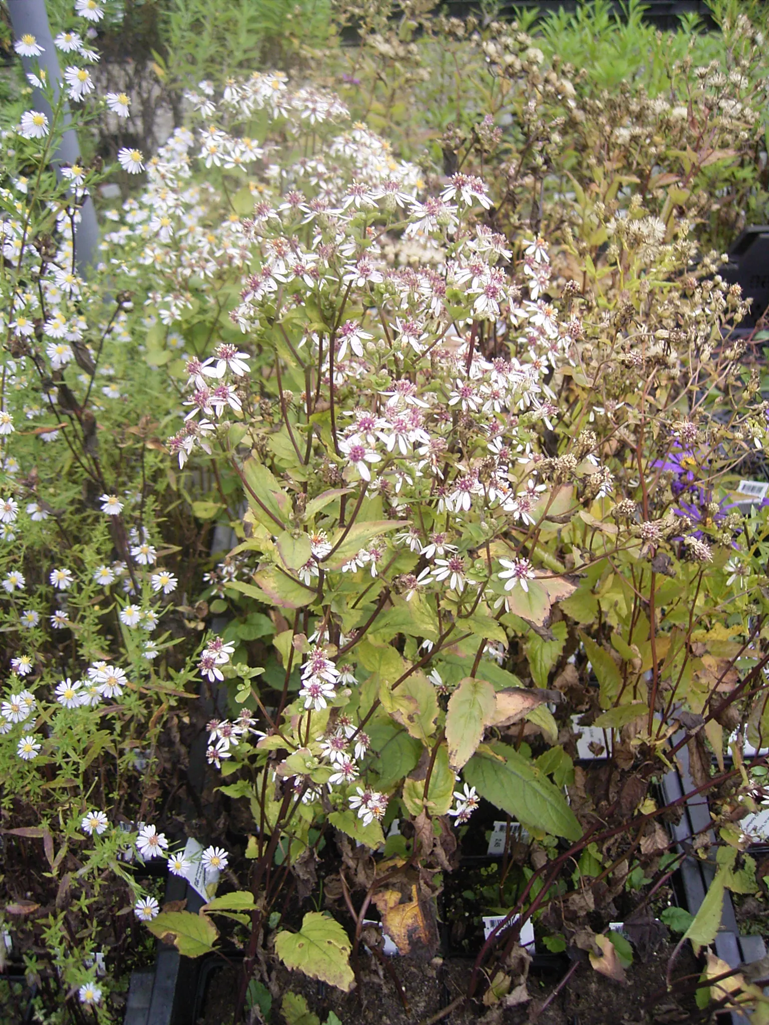 White Wood Aster (Eurybia divaricata) — This low-maintenance aster blooms from late summer to fall; offering late-season nectar for pollinators in USDA zones