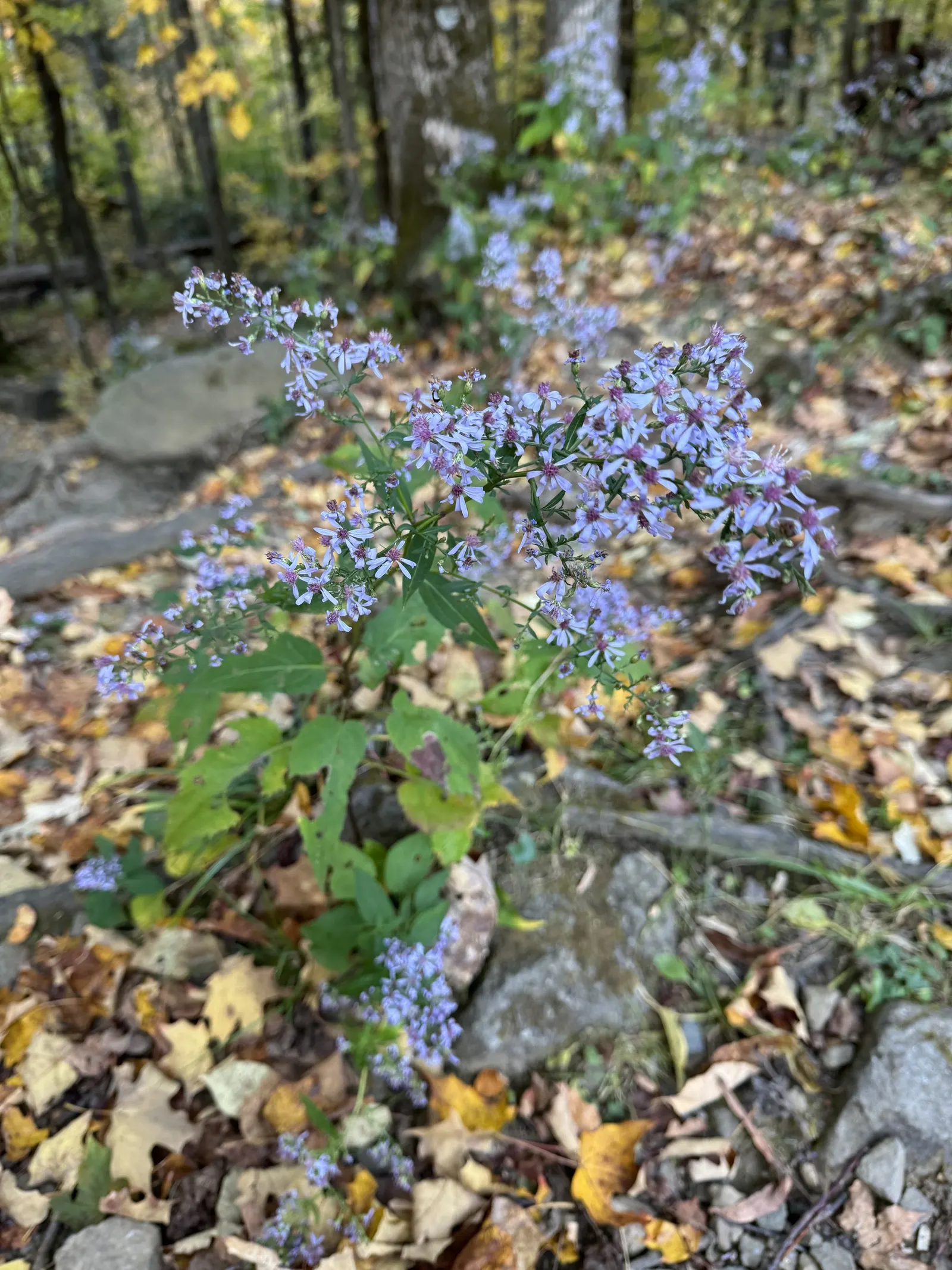 White Wood Aster (Eurybia divaricata) — coupled with its propensity for spreading by self-seeding