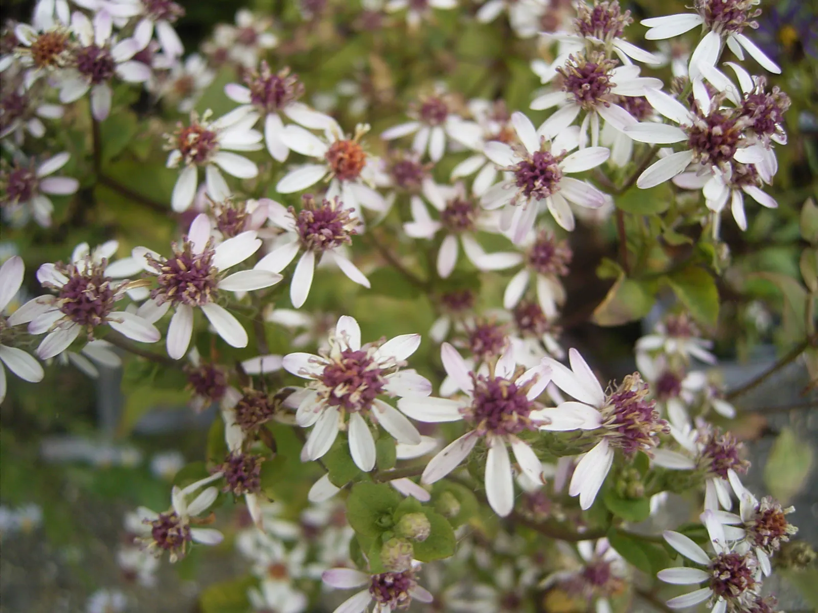 White Wood Aster (Eurybia divaricata) — Thriving in partial to full shade, it reaches 1-3 feet in height and spreads up to 2 feet; perennial with, image 82