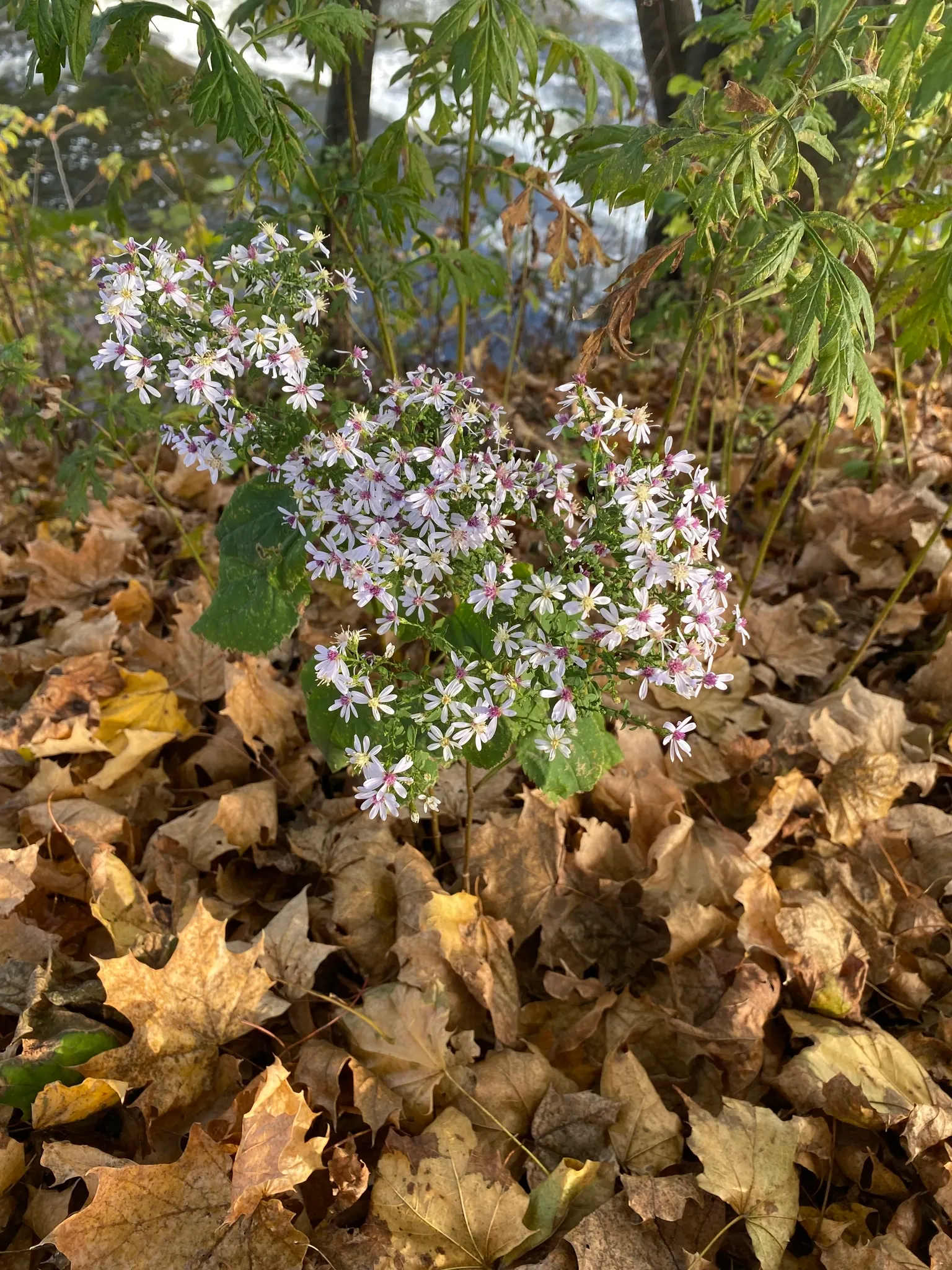 White Wood Aster (Eurybia divaricata) — Thriving in partial to full shade, it reaches 1-3 feet in height and spreads up to 2 feet