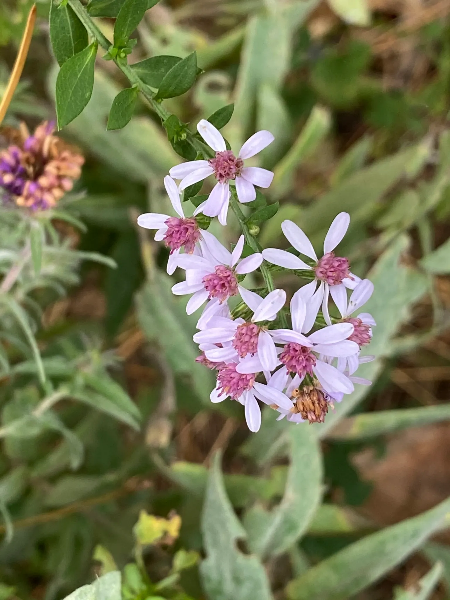 White Wood Aster (Eurybia divaricata) — although it will forgive occasional lapses in attention; particularly during dry spells