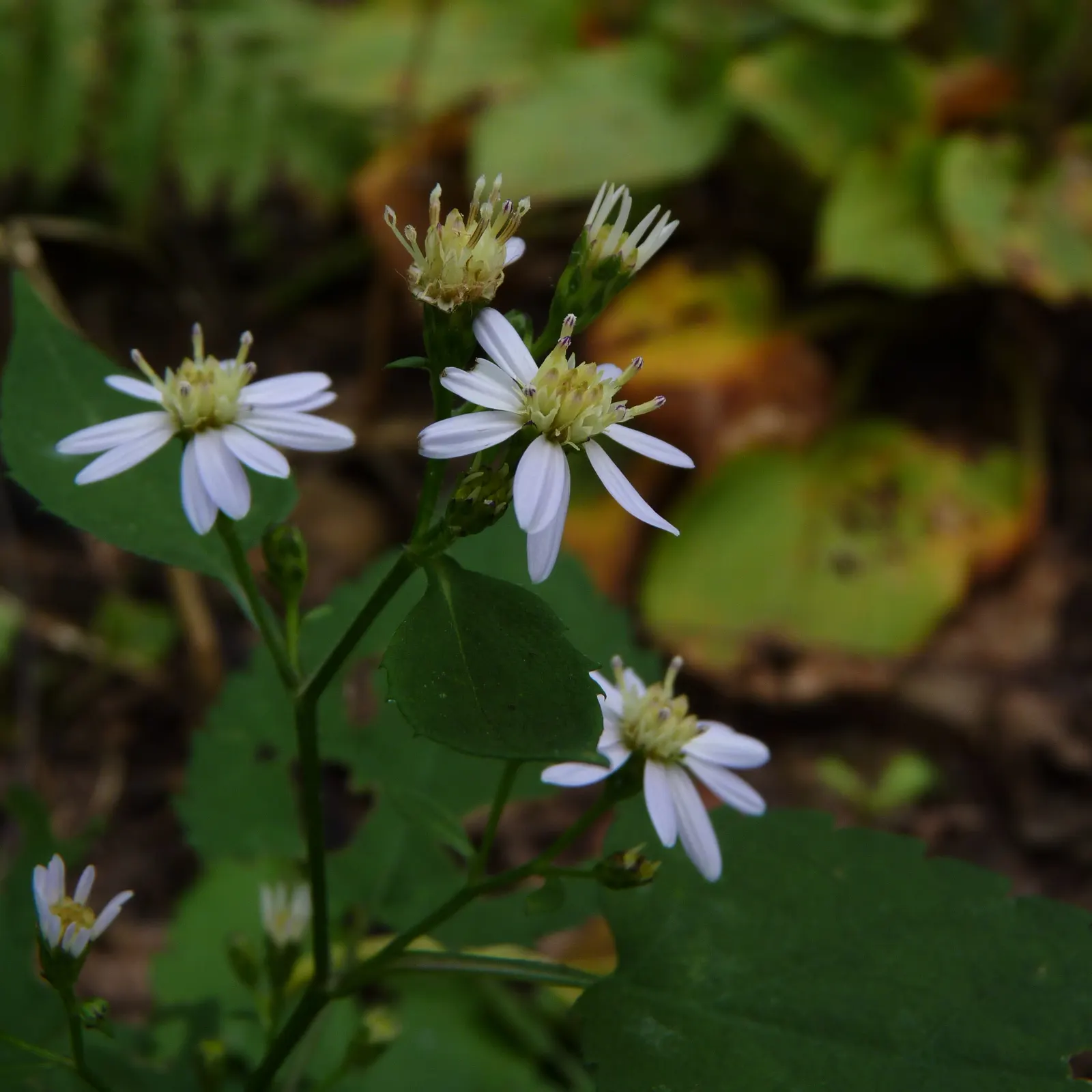 White Wood Aster (Eurybia divaricata) — It tolerates a wide range of soil types, including clay, as long as the area boasts good drainage; white flowers in the
