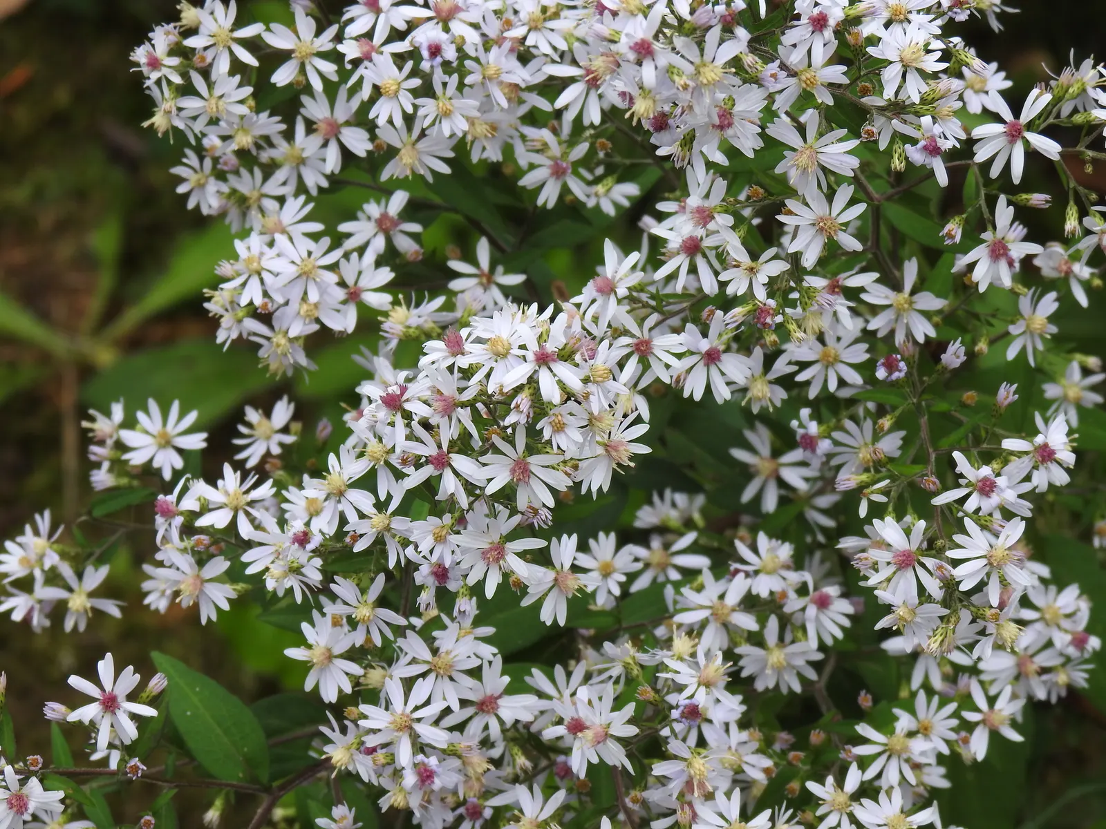 White Wood Aster (Eurybia divaricata) — the White Wood Aster reaches an average height and spread of 1 to 3 feet and 1 to 2.5 feet