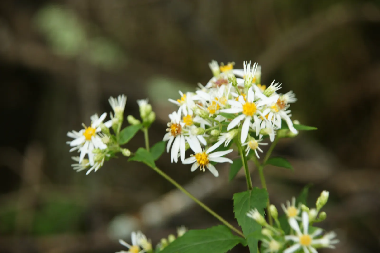 White Wood Aster (Eurybia divaricata) — scientifically named Eurybia divaricata (formerly Aster divaricatus); white Wood Aster (Eurybia divaricata) is a North