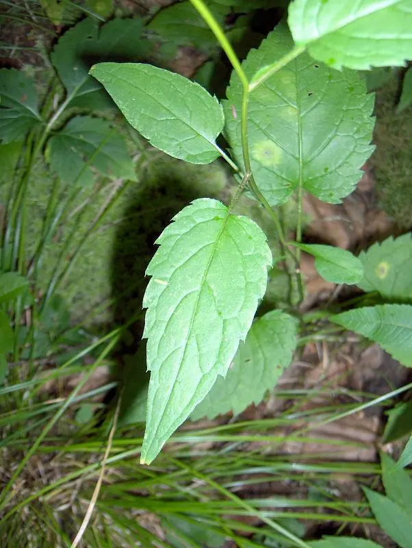 White Wood Aster (Eurybia divaricata) — making it an excellent choice for woodsy gardens or areas under the canopy of larger trees; coupled with, image 66