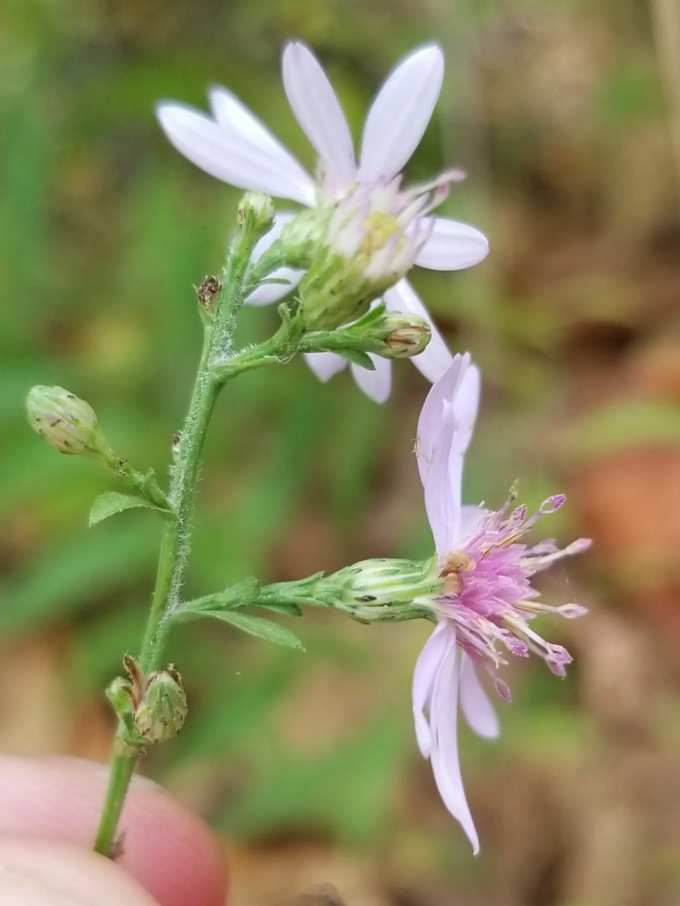 White Wood Aster (Eurybia divaricata) — toothed leaves and distinctive; this woodland gem thrives in hardiness zones 3 through 8, image 54