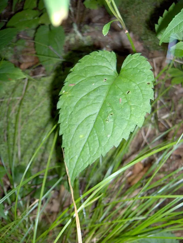 White Wood Aster (Eurybia divaricata) — although it will forgive occasional lapses in attention; particularly during dry spells, image 74