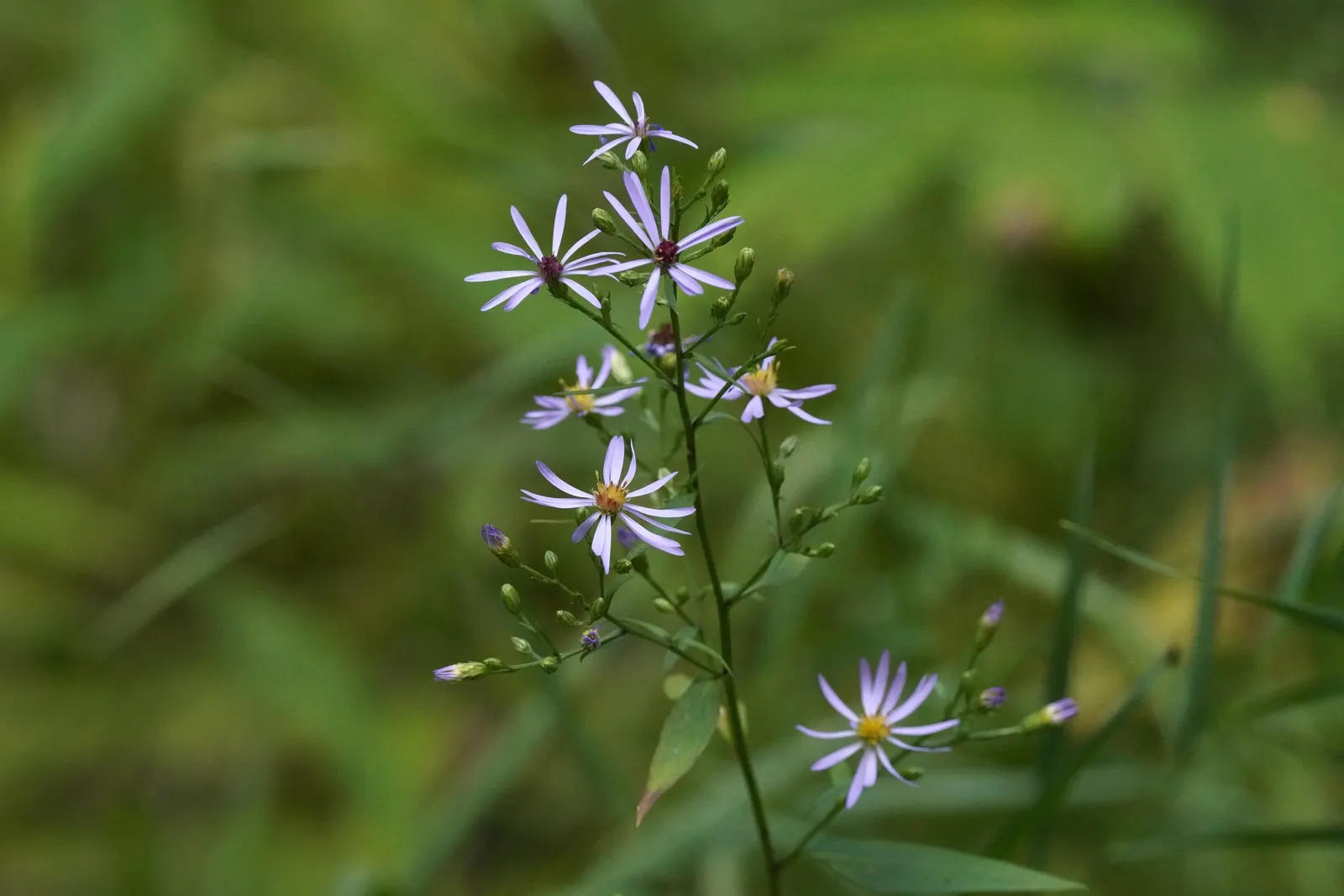 White Wood Aster (Eurybia divaricata) — although it will forgive occasional lapses in attention