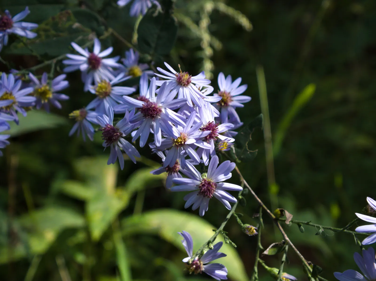 White Wood Aster (Eurybia divaricata) — The White Wood Aster's drought tolerance once established