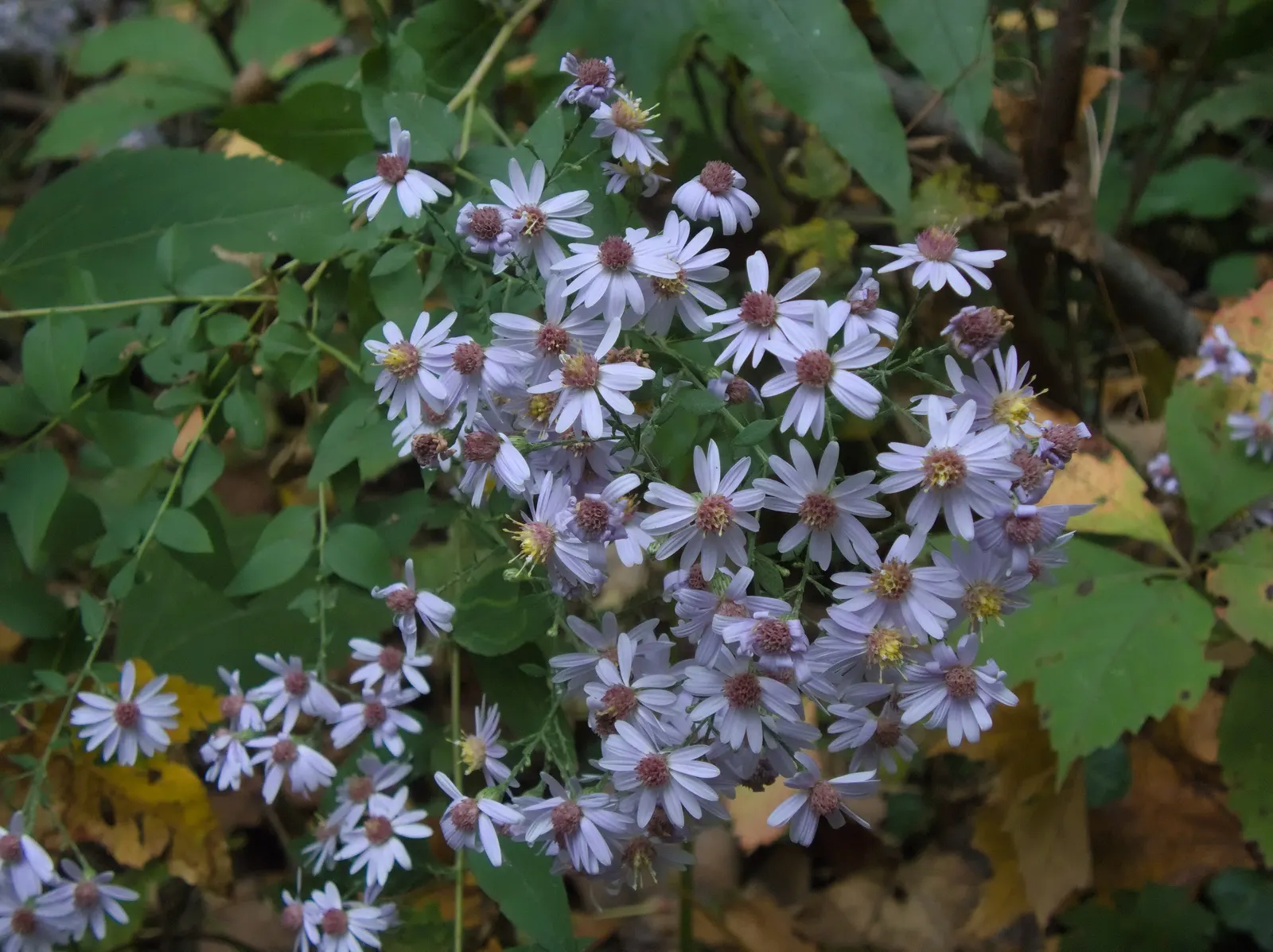 White Wood Aster (Eurybia divaricata) — this woodland gem thrives in hardiness zones 3 through 8; although it will forgive occasional lapses in attention