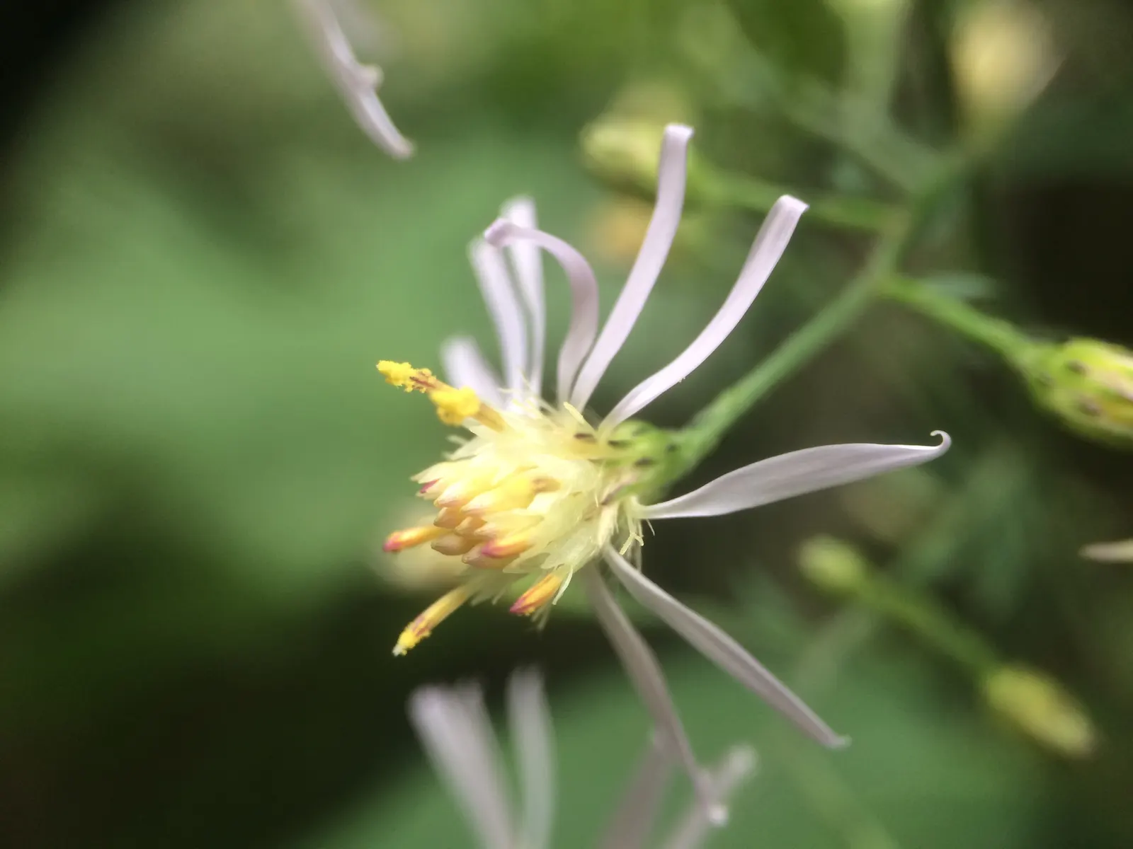 White Wood Aster (Eurybia divaricata) — White Wood Aster (Eurybia divaricata) is a North American native perennial with heart-shaped; thriving in, image 53