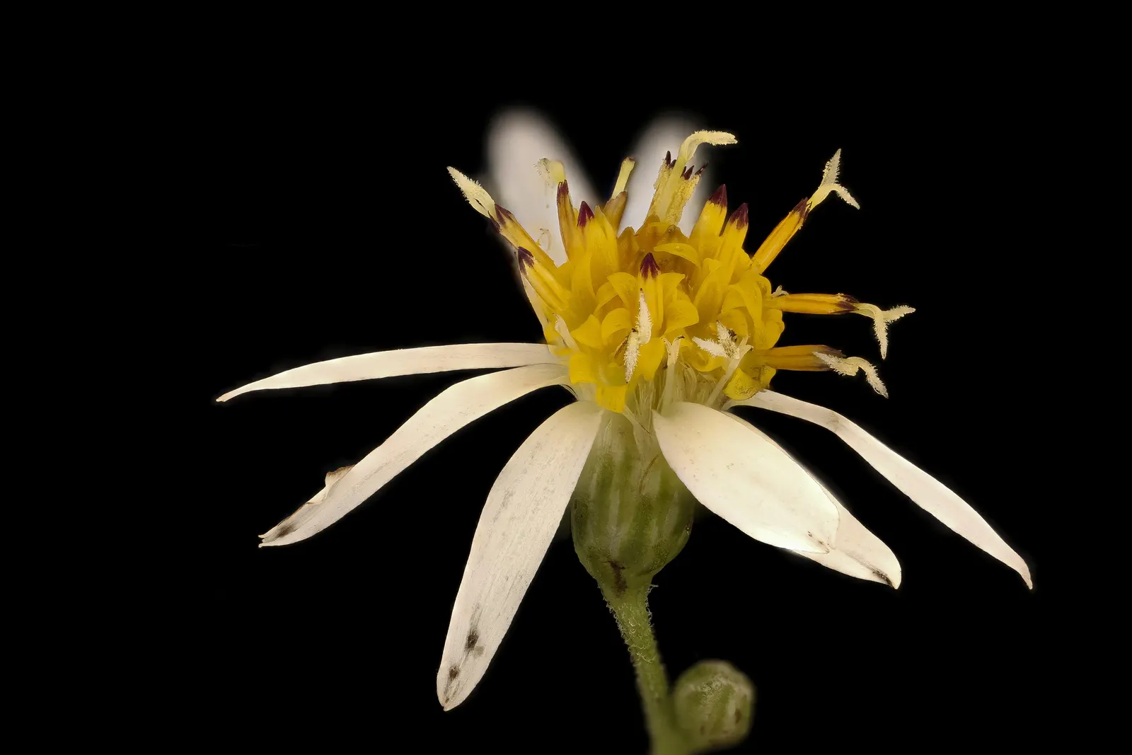 White Wood Aster (Eurybia divaricata) — Ideal for naturalized or woodland garden settings