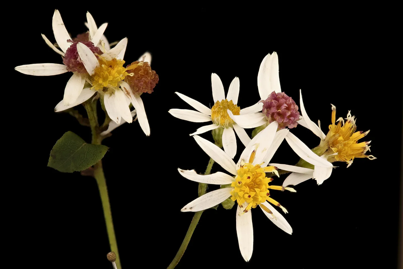 White Wood Aster (Eurybia divaricata) — perennial for half or shade; minimal maintenance required