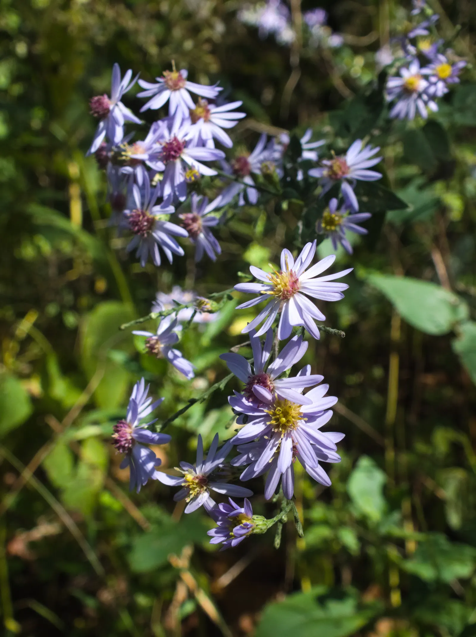 White Wood Aster (Eurybia divaricata) — offering late-season nectar for pollinators in USDA zones 3-8; blooming profusely from late summer into fall