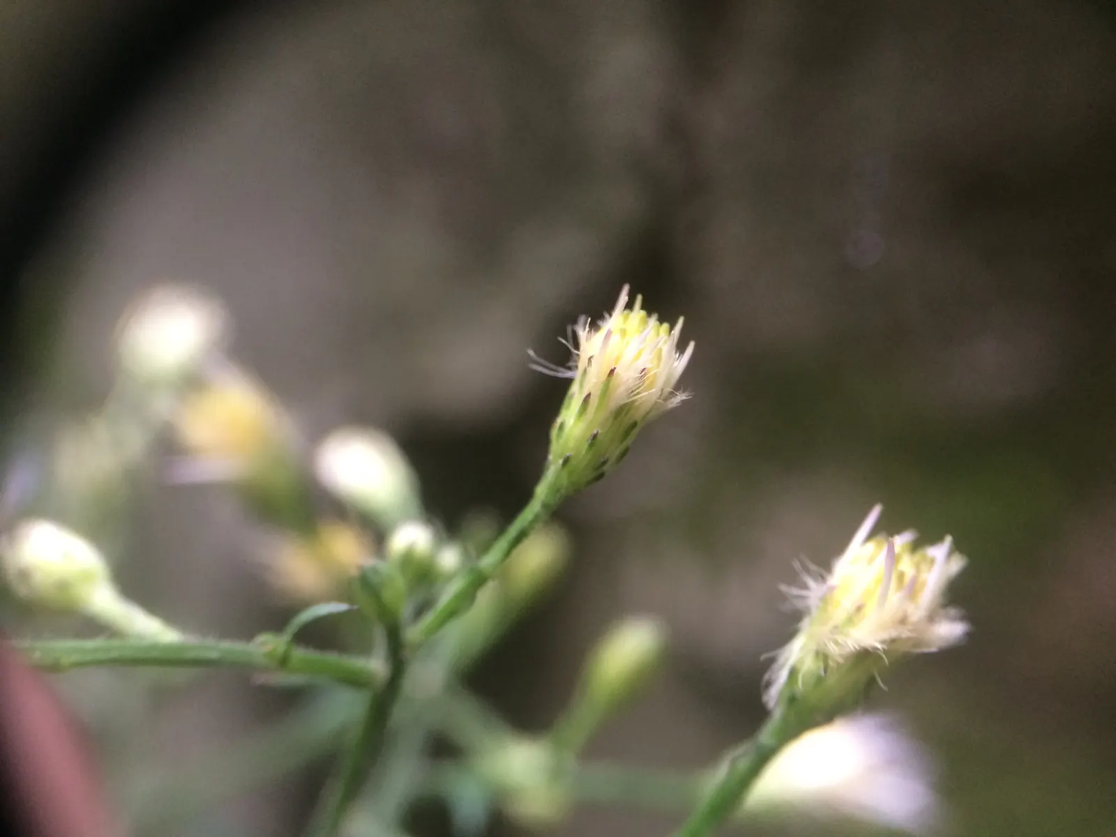 White Wood Aster (Eurybia divaricata) — scientifically named Eurybia divaricata (formerly Aster divaricatus); white Wood Aster (Eurybia divaricata), image 60