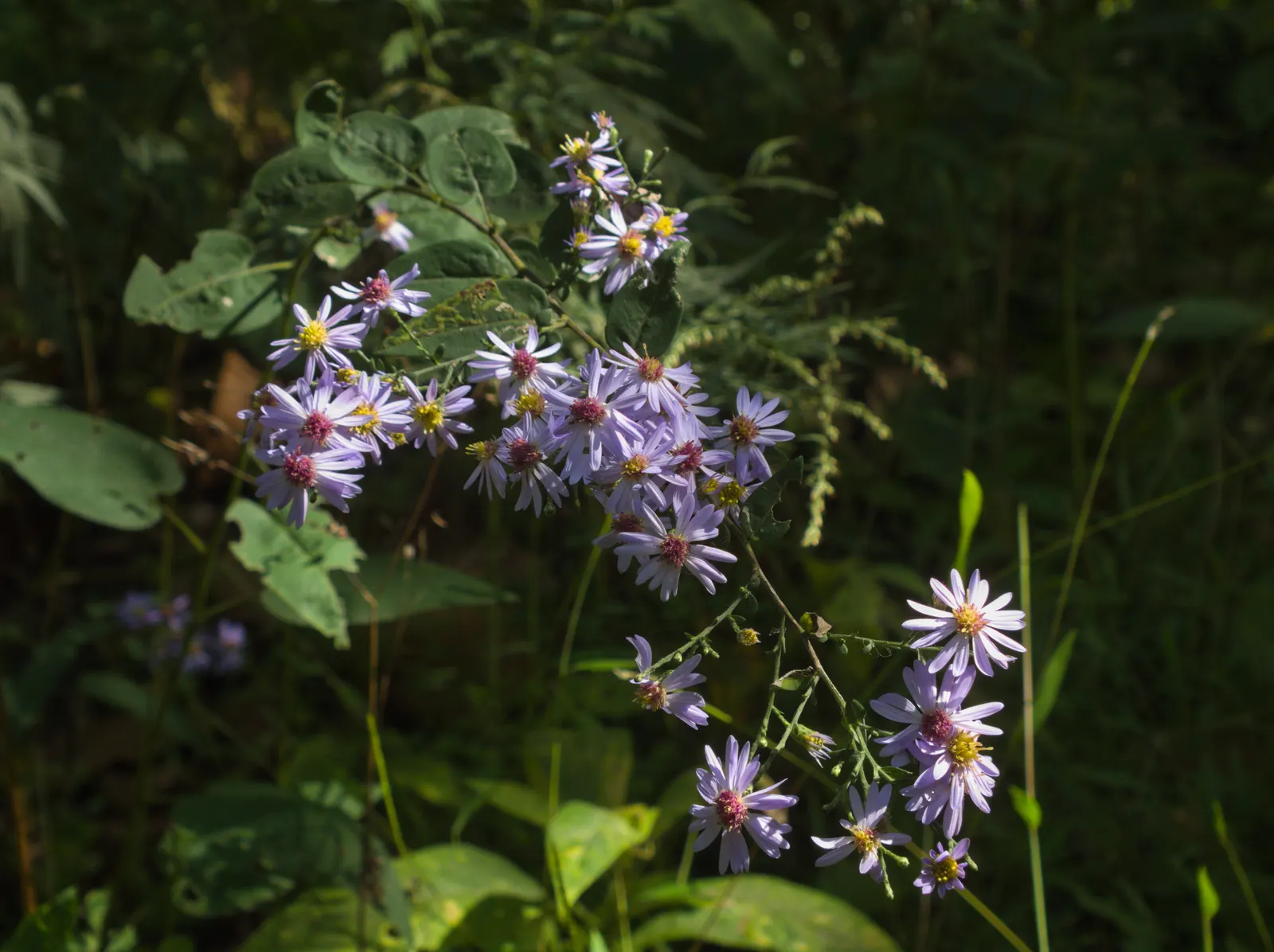 White Wood Aster (Eurybia divaricata) — particularly during dry spells; making it an excellent choice for woodsy gardens or areas under the canopy, image 73