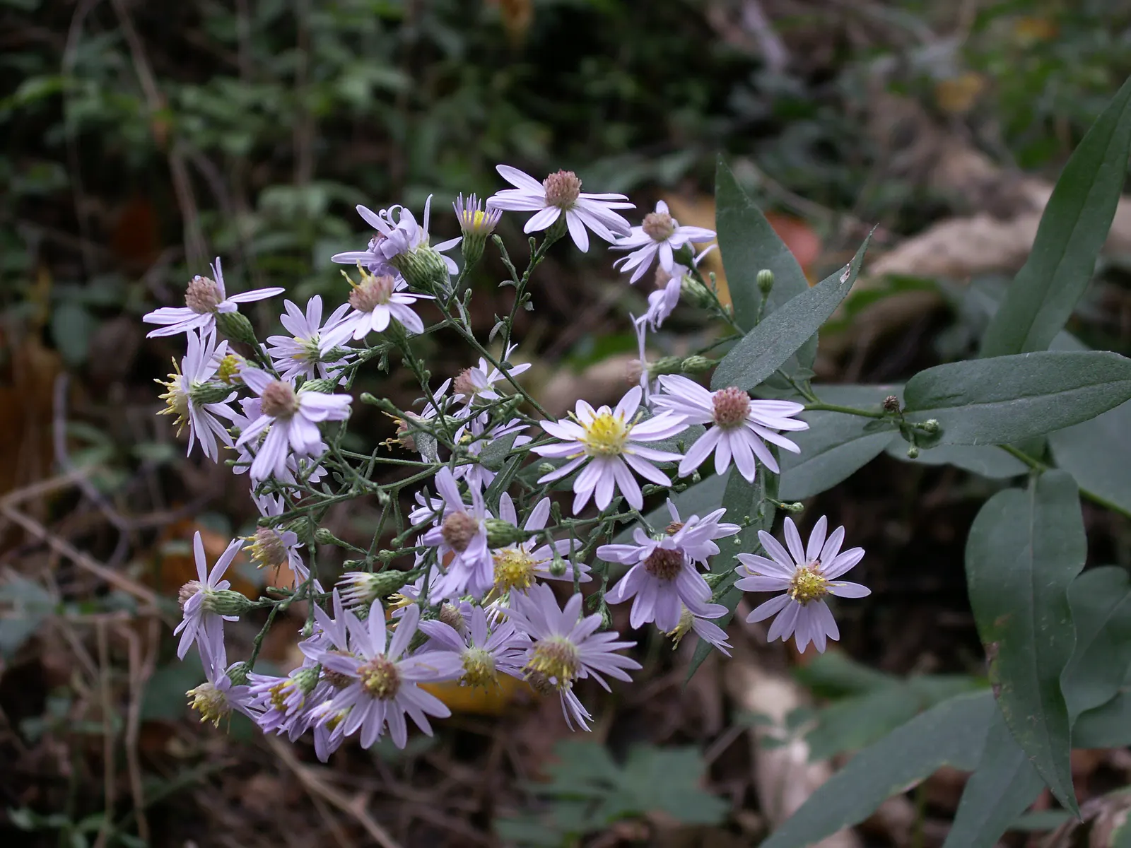 White Wood Aster (Eurybia divaricata) — Minimal maintenance required