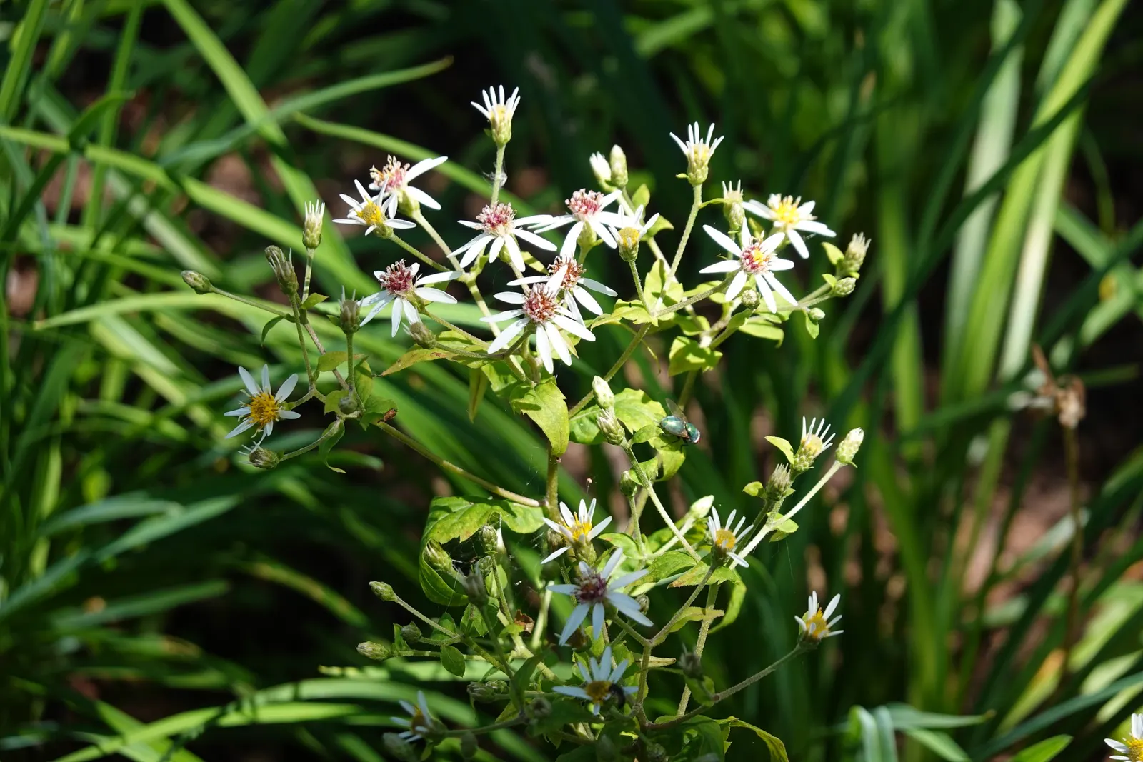 White Wood Aster (Eurybia divaricata) — Blooming profusely from late summer into fall
