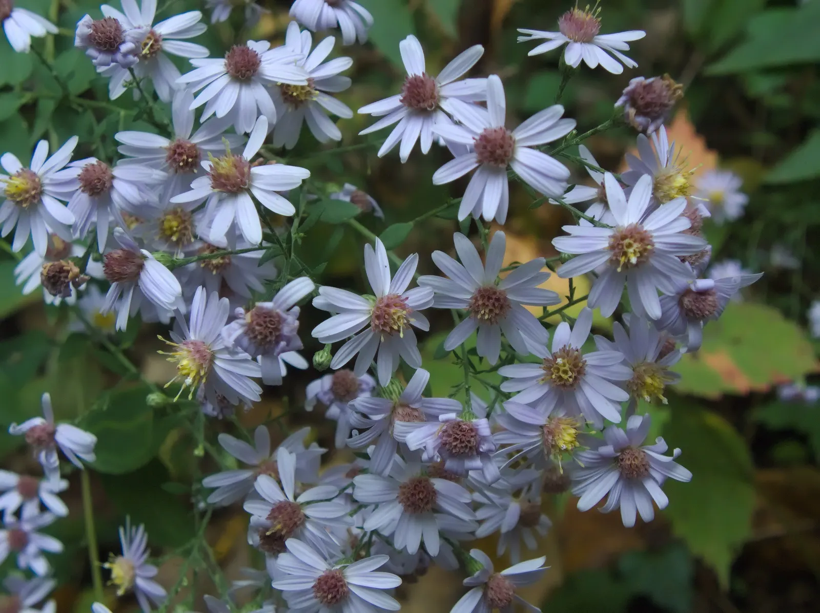 White Wood Aster (Eurybia divaricata) — allows it to naturalize and fill in spaces with a charming; airy floral display.<br><br>For lush, image 70