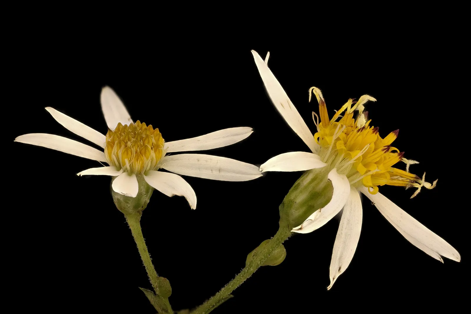 White Wood Aster (Eurybia divaricata) — toothed leaves and distinctive