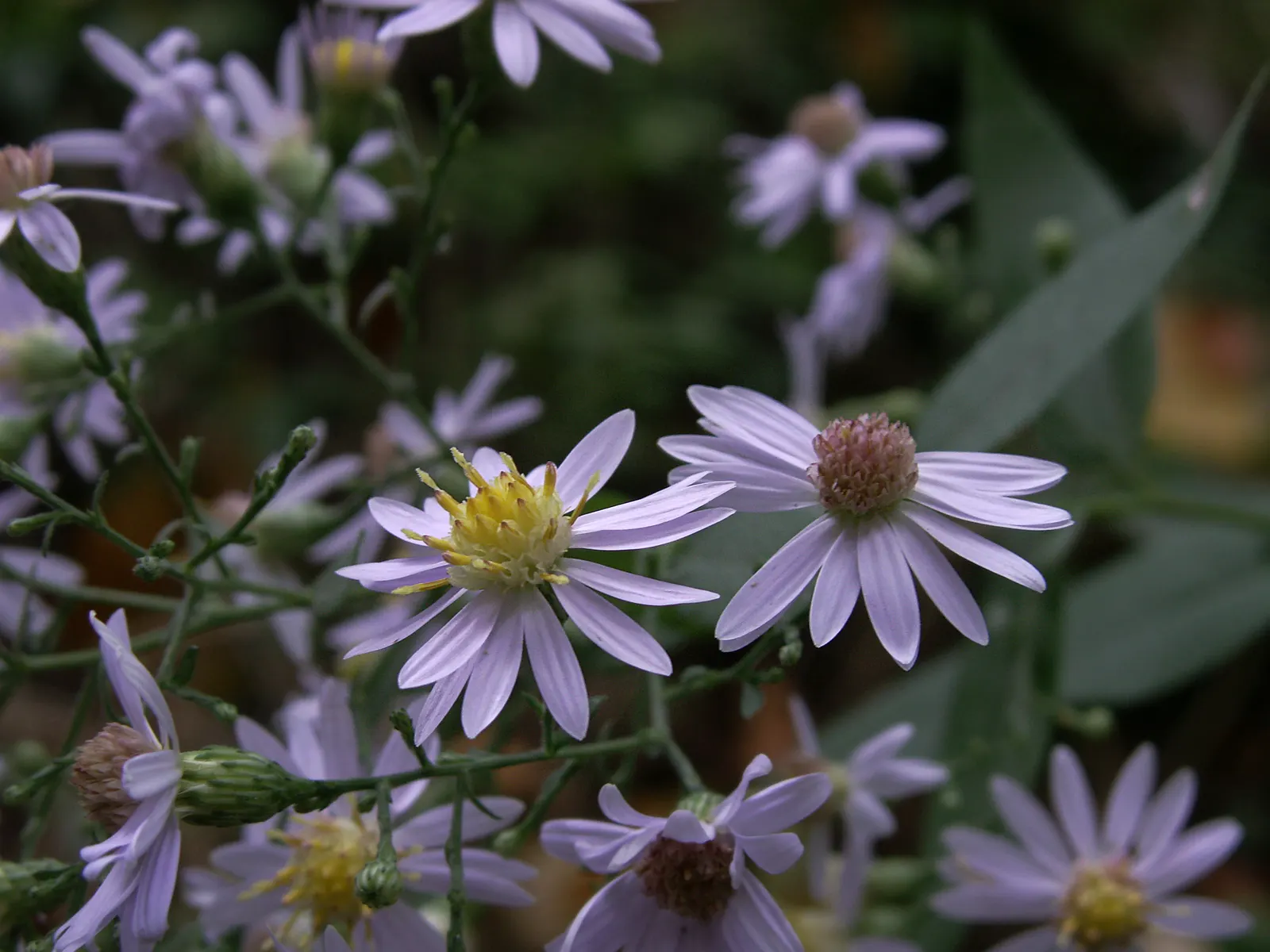 White Wood Aster (Eurybia divaricata) — this woodland gem thrives in hardiness zones 3 through 8; although it will forgive occasional lapses in, image 89