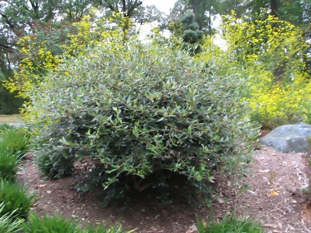 David Viburnum (Viburnum Davidii) — shrub with white blooms