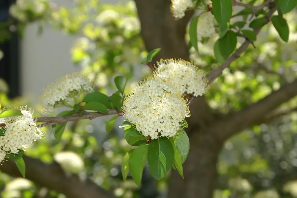 David Viburnum (Viburnum Davidii) — Ideal for low hedges, it thrives in part shade with well-drained soil; white flowers in the garden