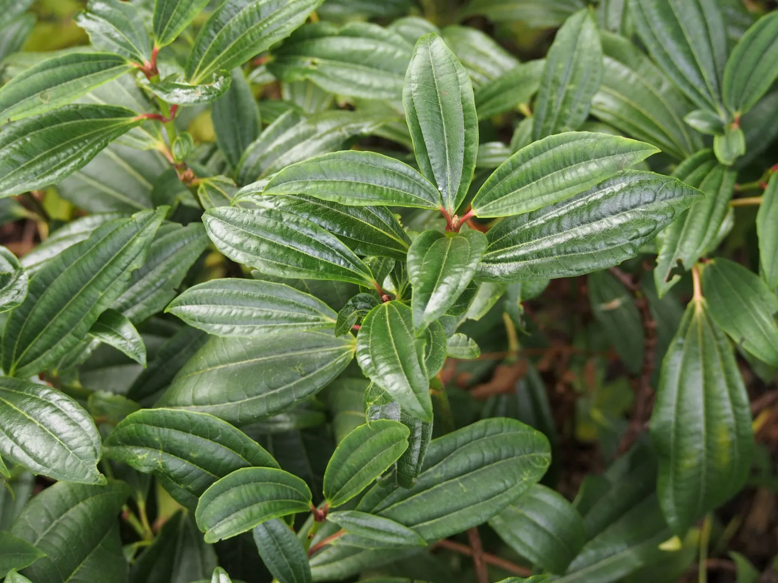 David Viburnum (Viburnum Davidii) — typically reaching 2 to 3 feet in height with a spread of 3 to 4 feet wide; shrub for full or half, image 49