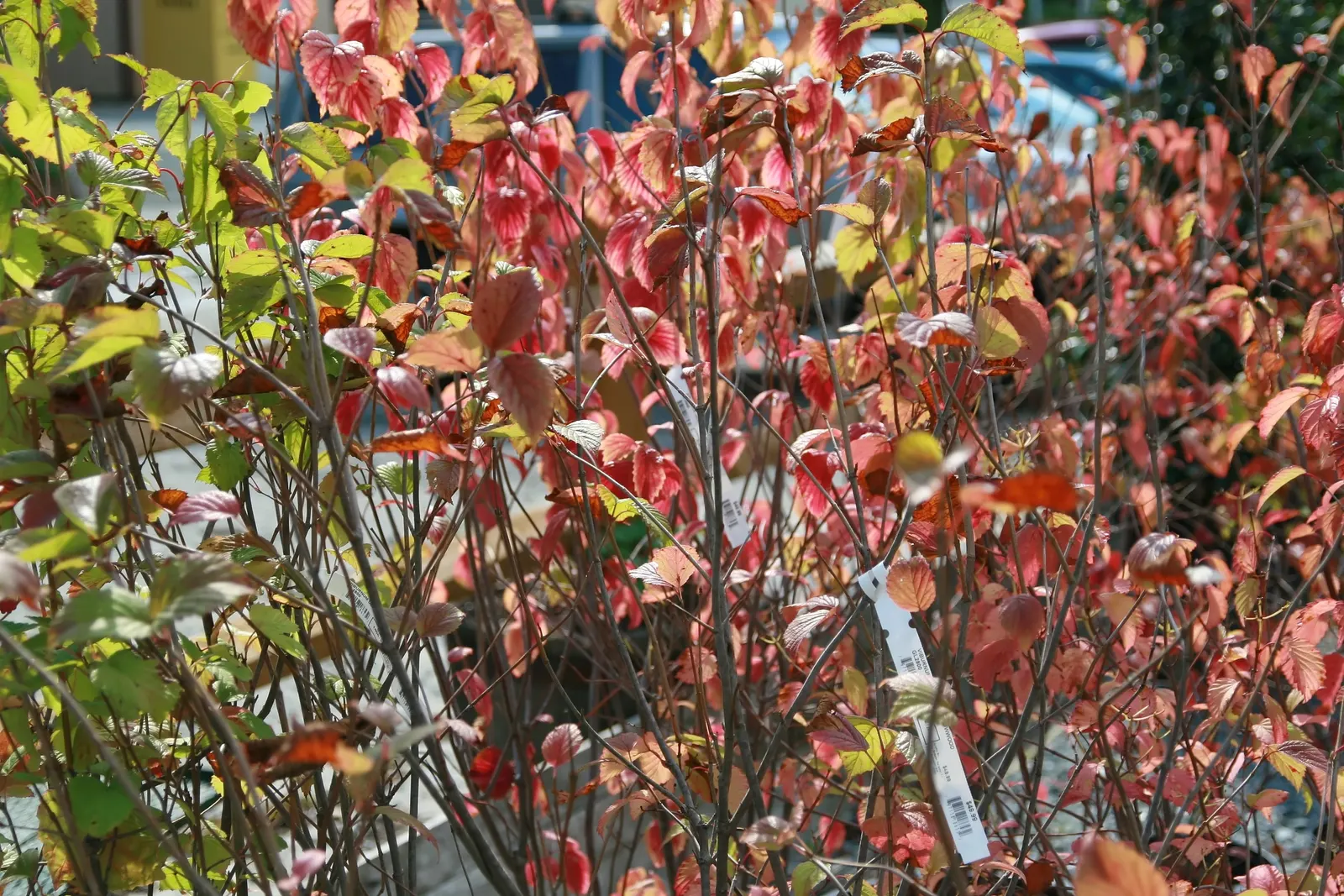 David Viburnum (Viburnum Davidii) — leathery leaves and metallic blue berries; leathery leaves with pronounced veining, image 42