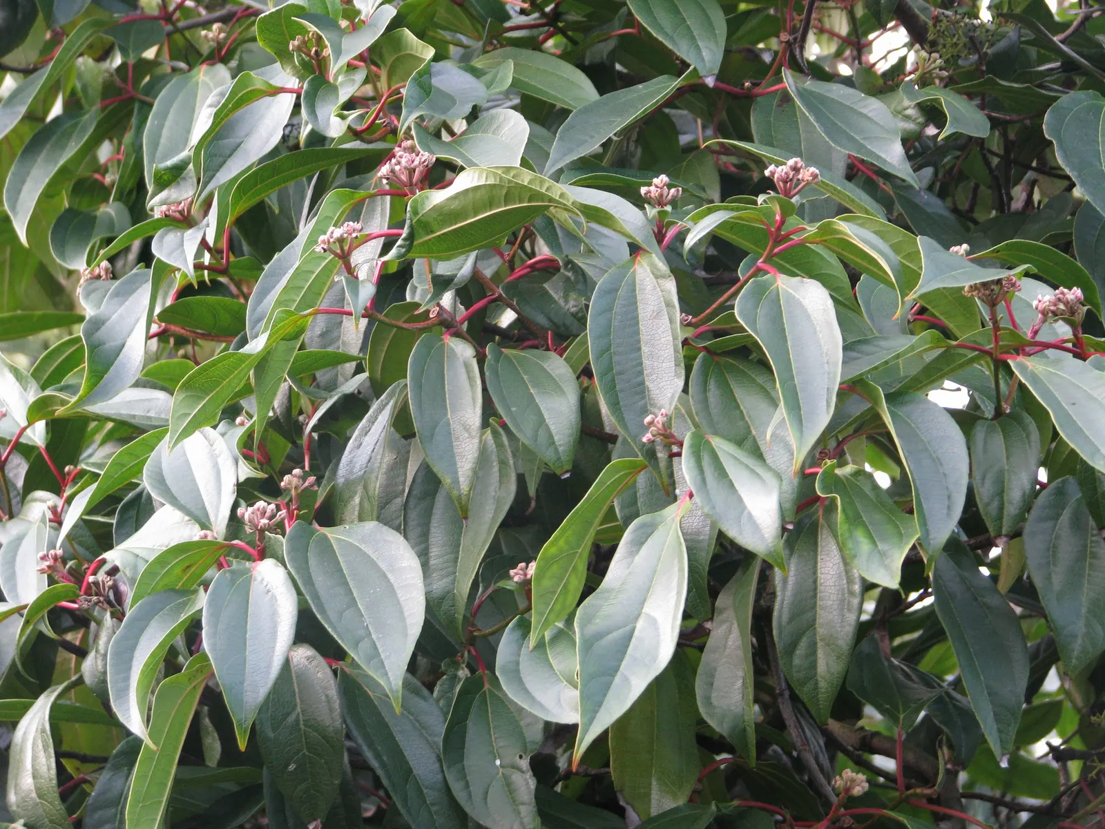 David Viburnum (Viburnum Davidii) — giving it a textured appearance; is an evergreen shrub prized for its deep green, image 72
