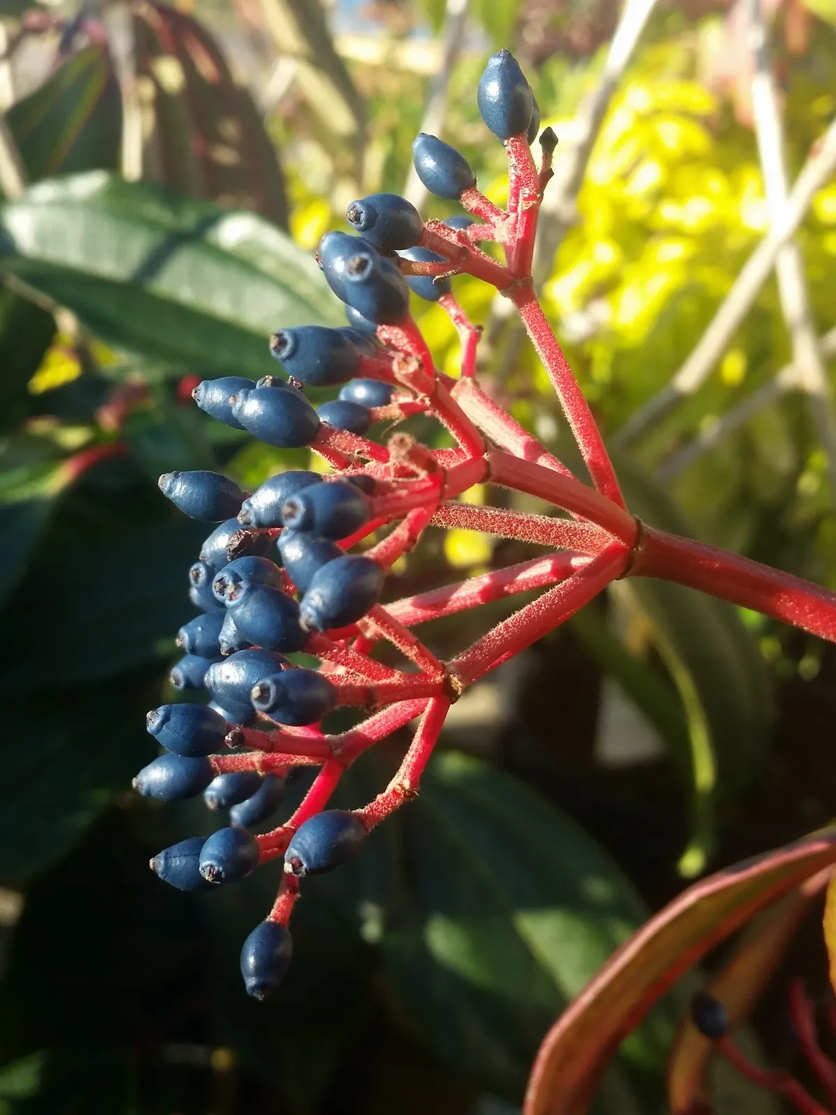 David Viburnum (Viburnum Davidii) — Each leaf measures about 3 to 6 inches long and persists throughout the year; it is a low-growing and compact, image 73