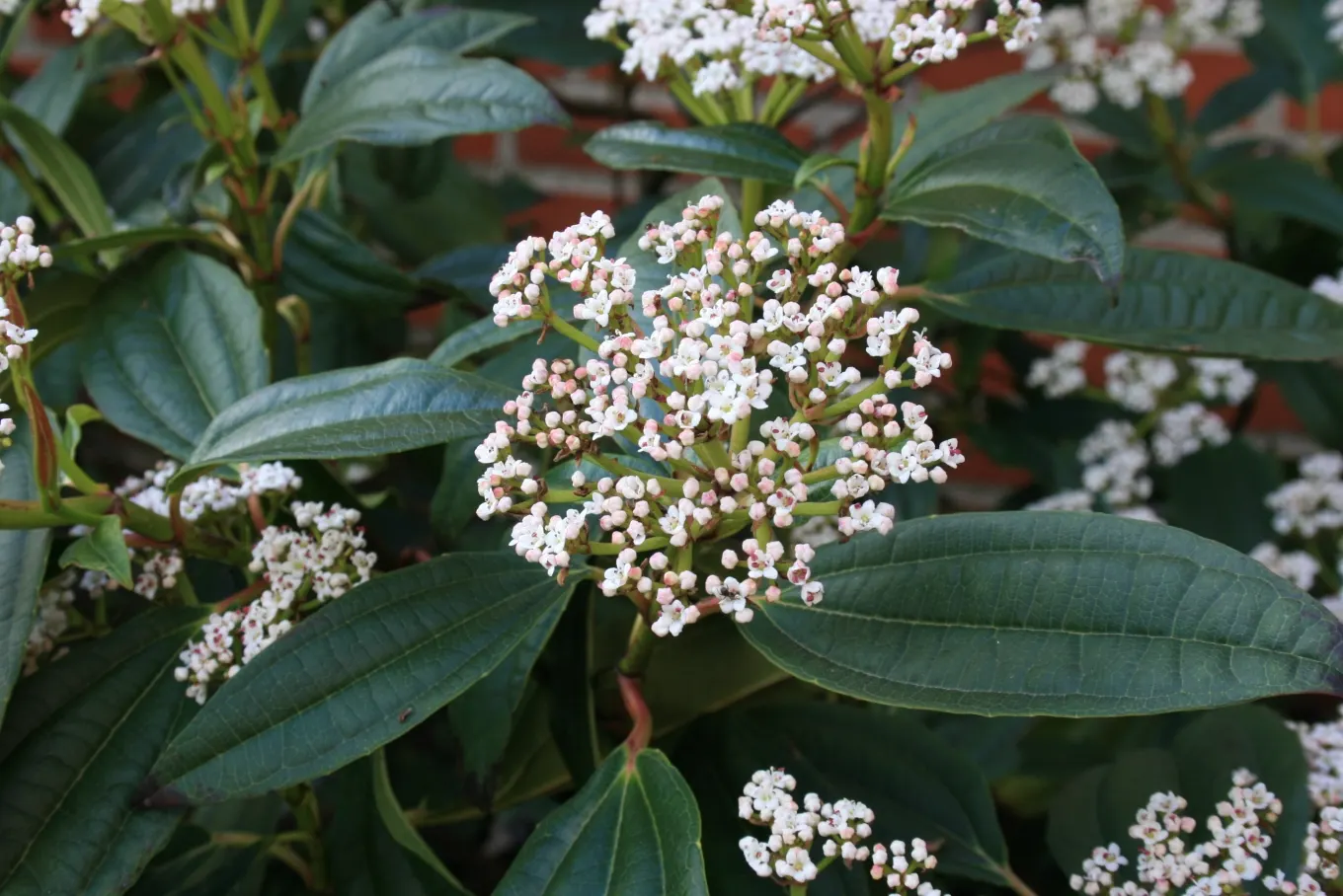 David Viburnum (Viburnum Davidii) — shrub with white blooms; its distinctive feature is the deep green, image 59