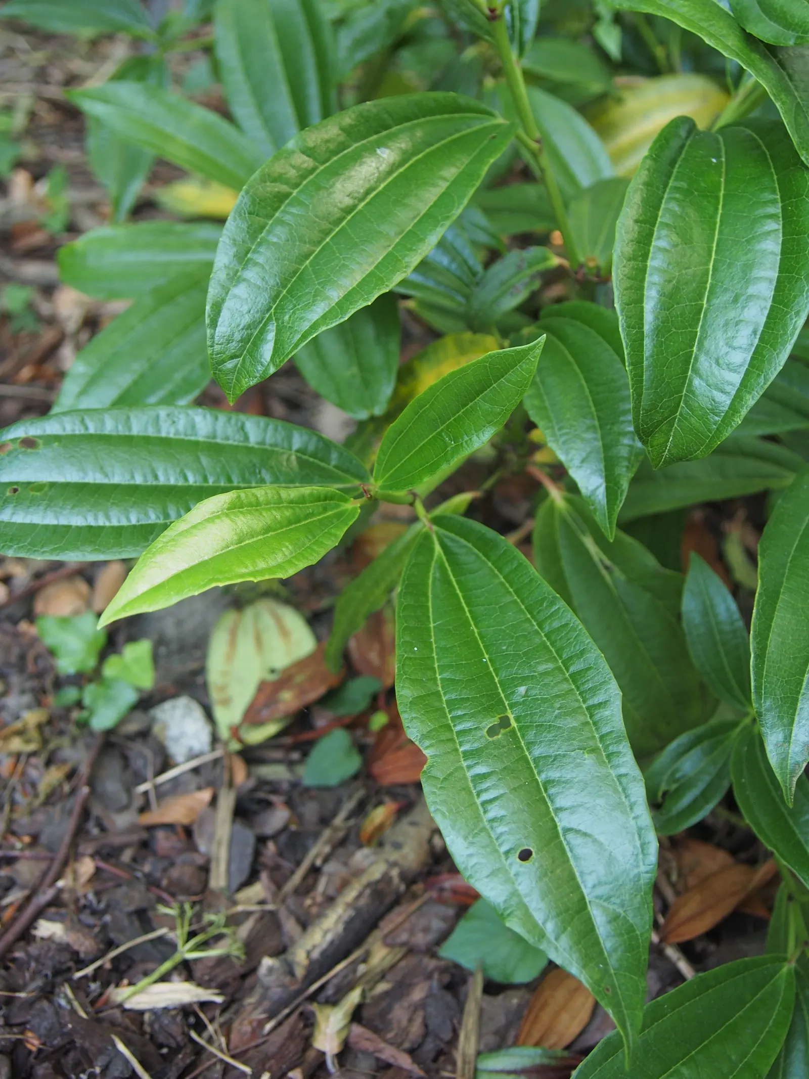 David Viburnum (Viburnum Davidii) — Each leaf measures about 3 to 6 inches long and persists throughout the year; it is a low-growing and compact, image 53